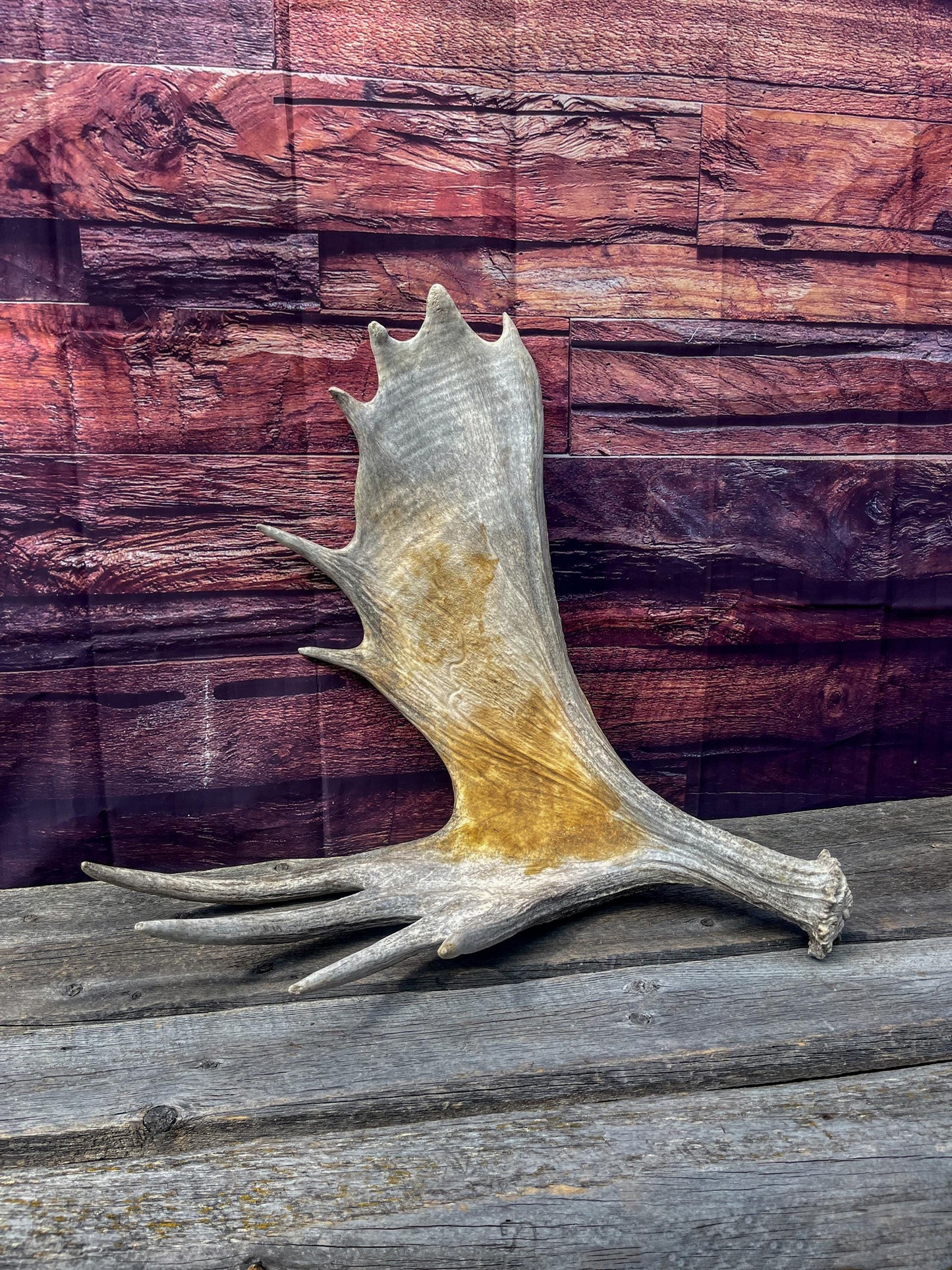 Large Bull Moose Antler. Extra Large - “Super Sized” Antler for Crafting, Decor, Interior Design, and more!