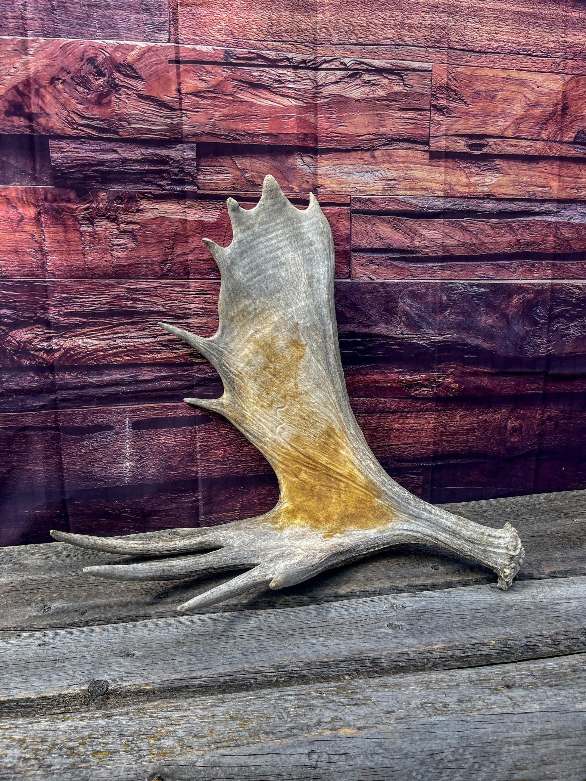 Large Bull Moose Antler. Extra Large - “Super Sized” Antler for Crafting, Decor, Interior Design, and more!