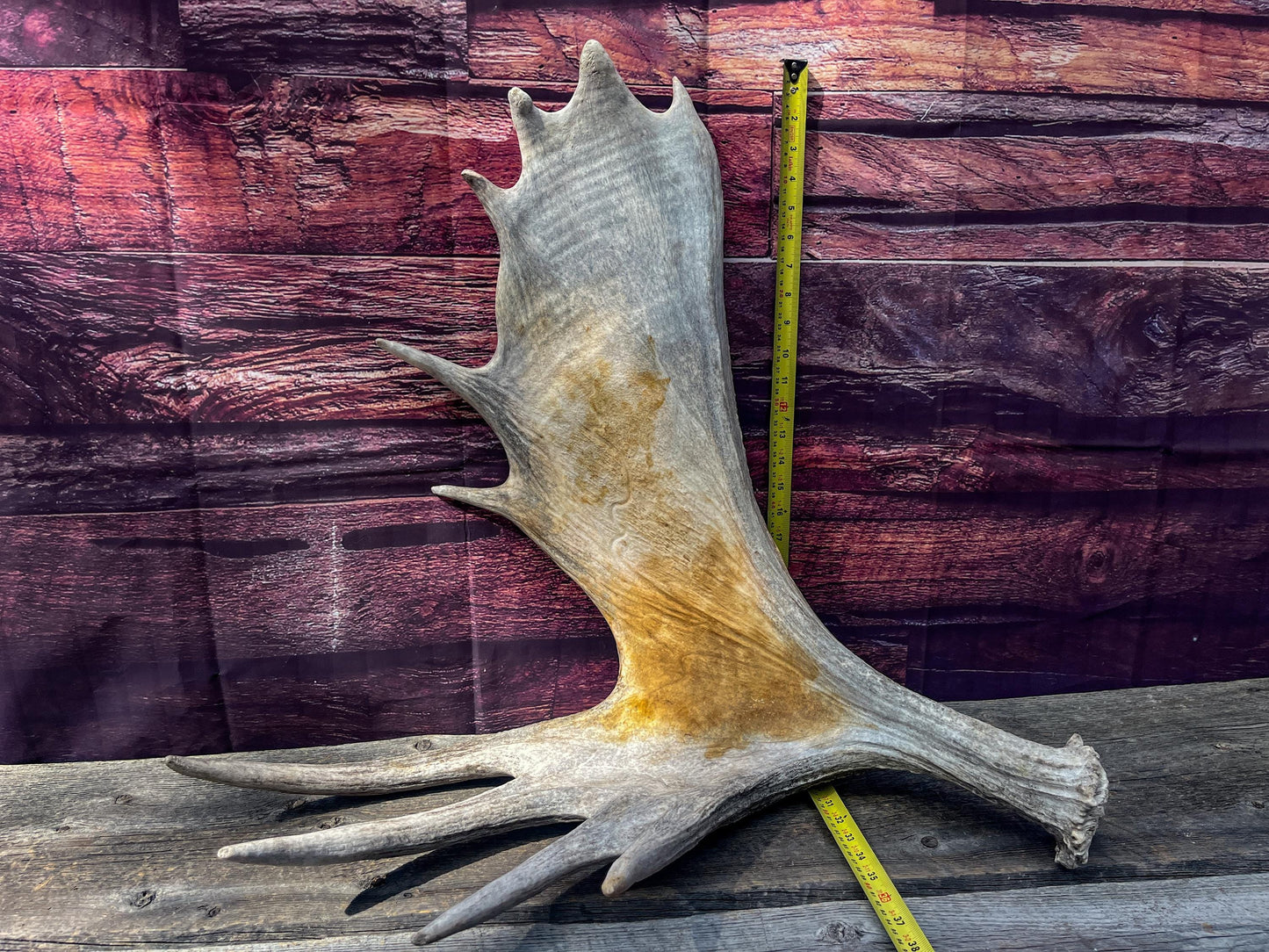Large Bull Moose Antler. Extra Large - “Super Sized” Antler for Crafting, Decor, Interior Design, and more!