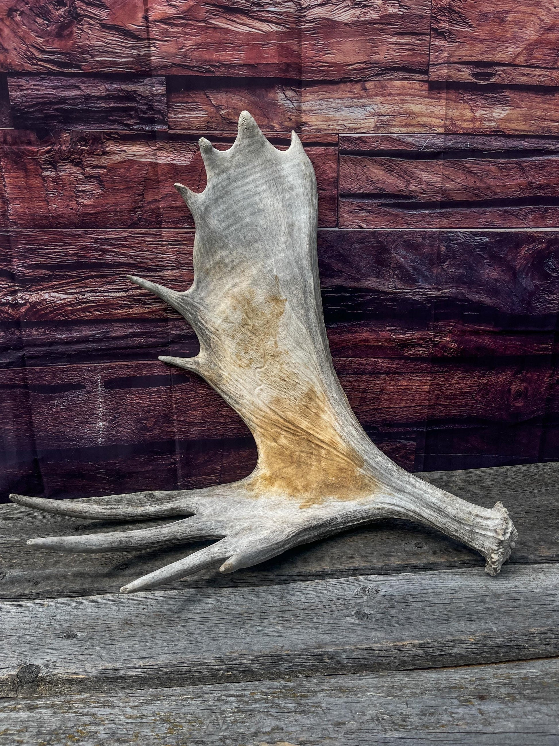 Large Bull Moose Antler. Extra Large - “Super Sized” Antler for Crafting, Decor, Interior Design, and more!