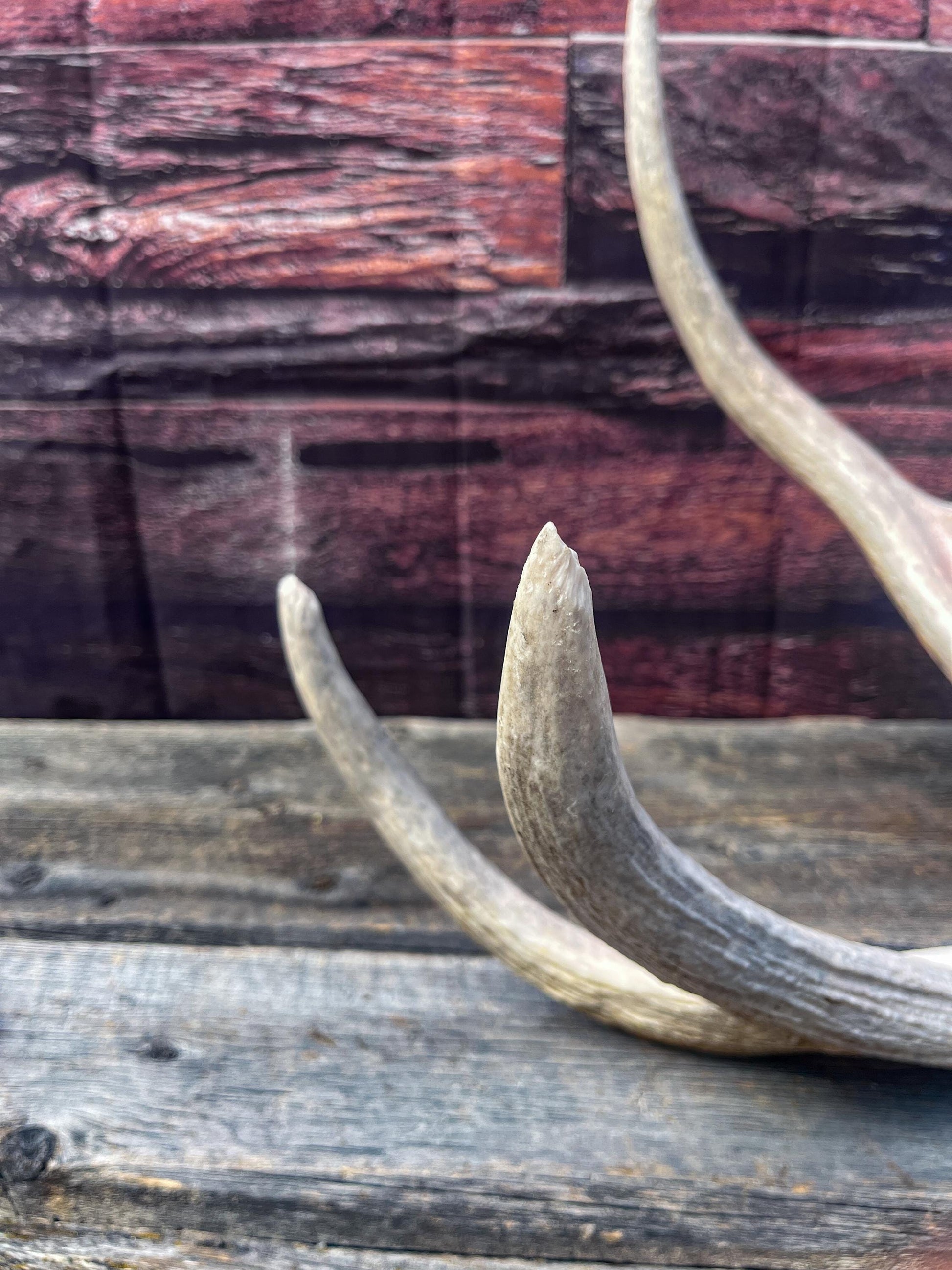 Large Bull Moose Antler. Extra Large Antler for crafting decor and more!
