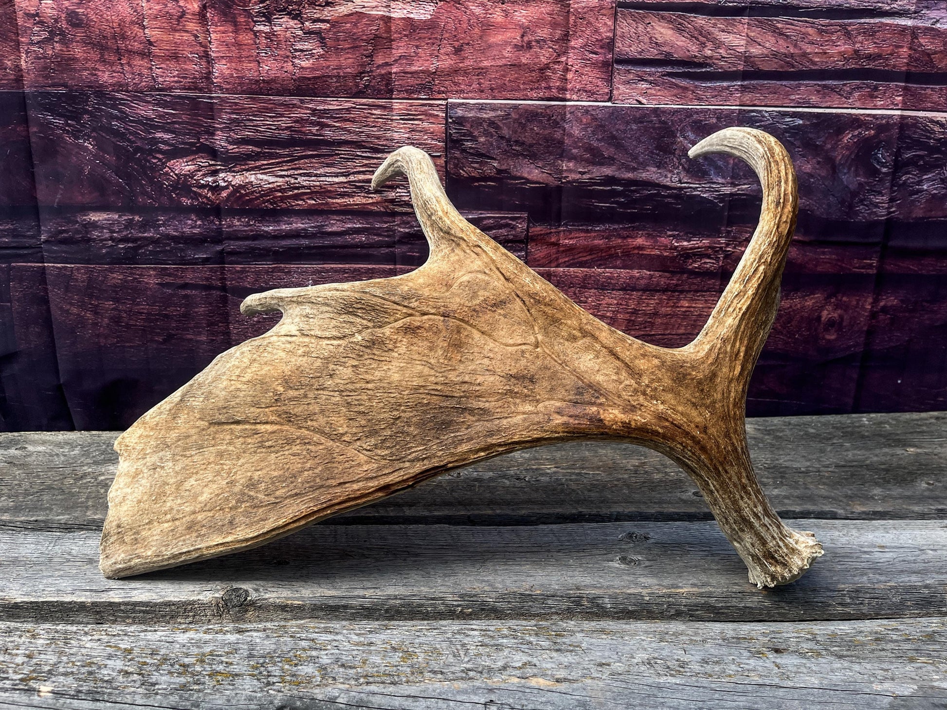 Large Bull Moose Antler. Extra Large Antler for crafting decor and more!