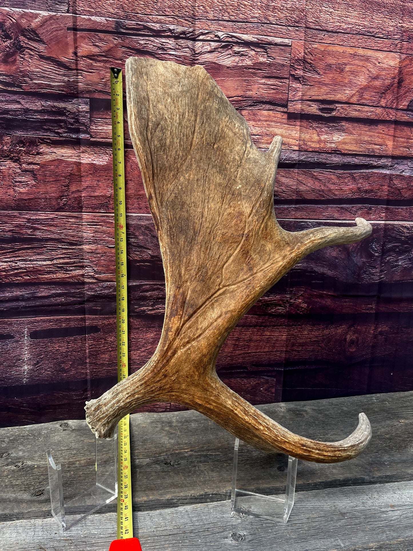 Large Bull Moose Antler. Extra Large Antler for crafting decor and more!