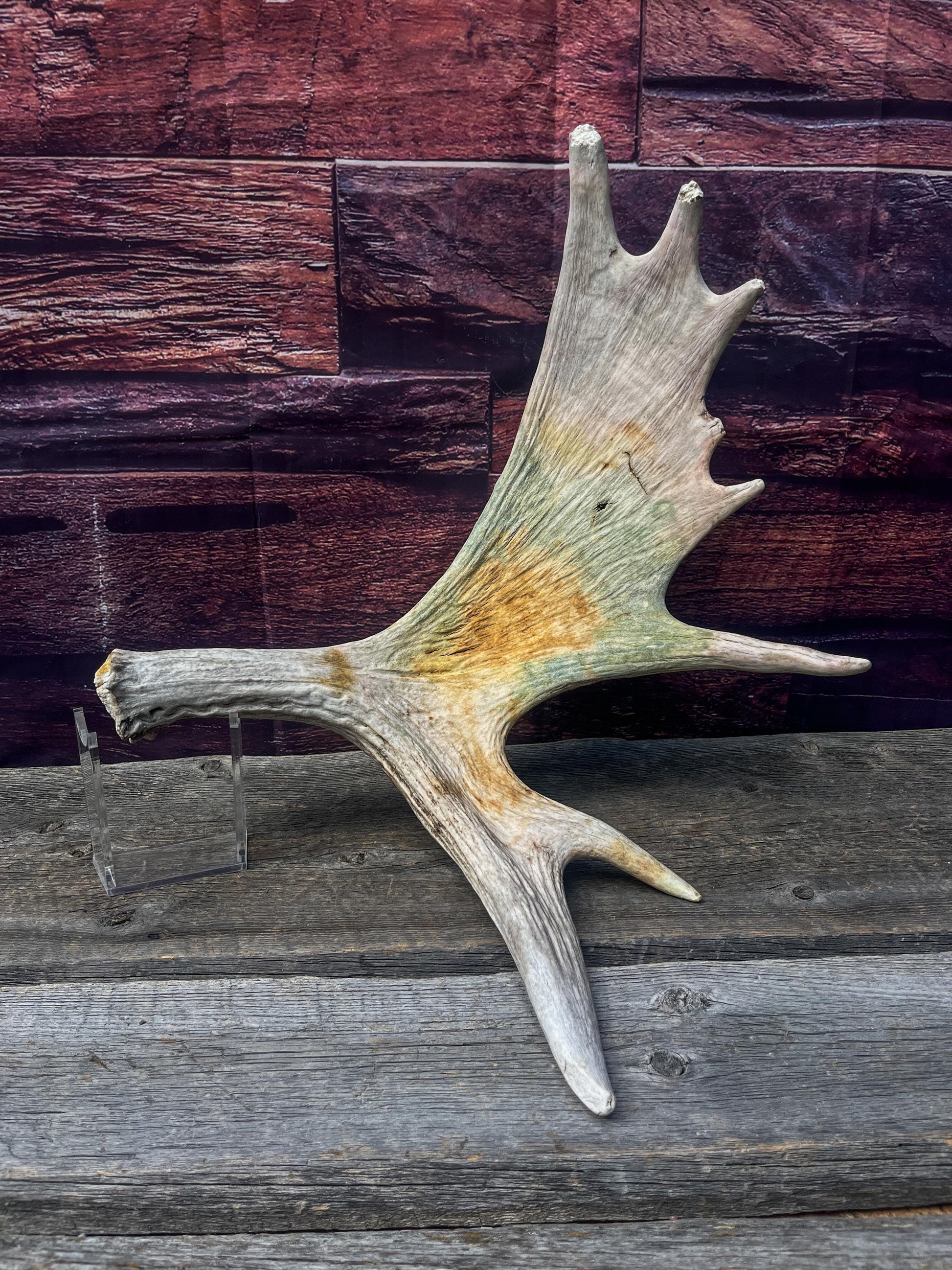 Wild Bull Moose Shed Antler. Interior Design and Decor Item.