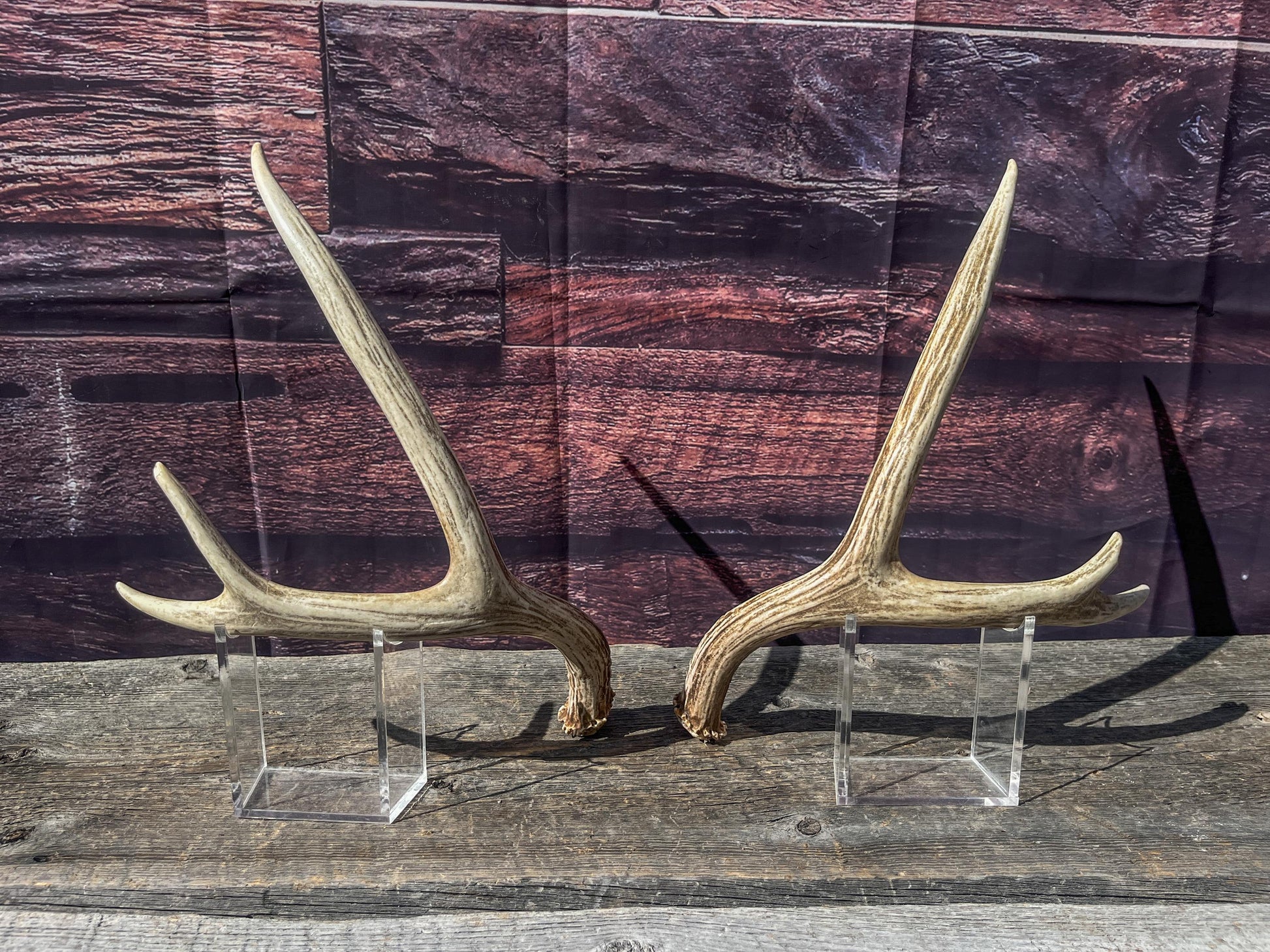 Antlers. Small Matching Mule Deer Matched Set! Naturally Shed - Ethically Sourced Antlers for Decor, Crafting, Pets and More