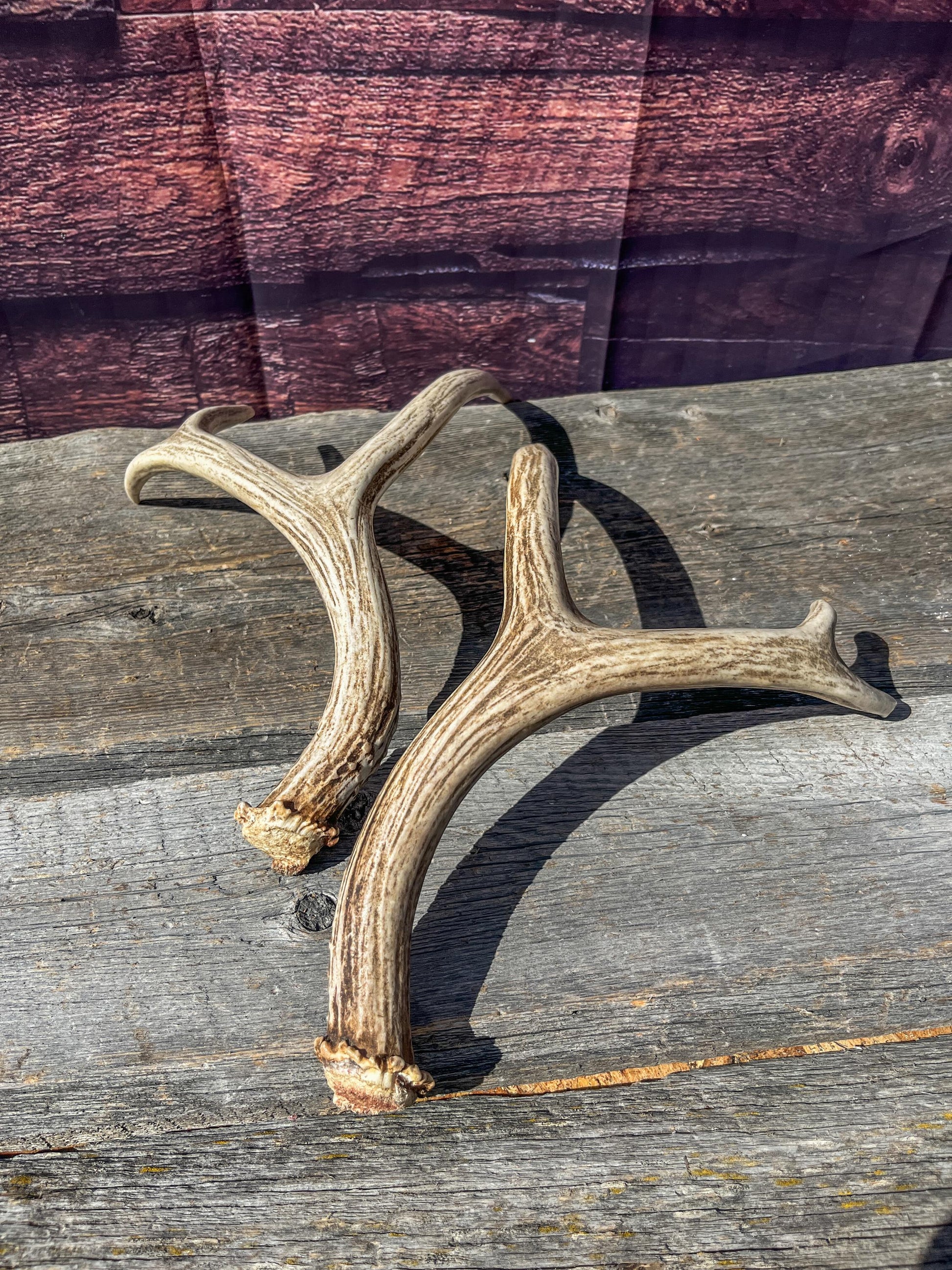 Antlers. Small Matching Mule Deer Matched Set! Naturally Shed - Ethically Sourced Antlers for Decor, Crafting, Pets and More
