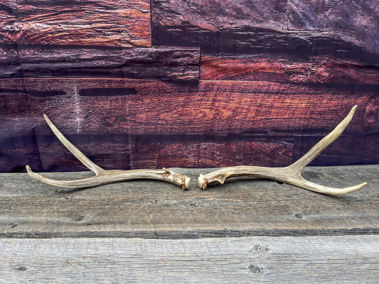 Small Matching Mule Deer Antler Set! Naturally Shed - Ethically Sourced Antlers for Decor, Crafting, Pets and More