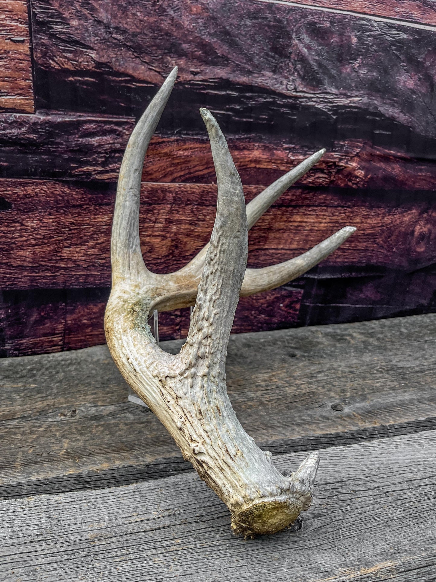 Shed White-tailed Deer Antler - Naturally Shed, Large Wild Deer Antler. for decor, design, crafting and more!