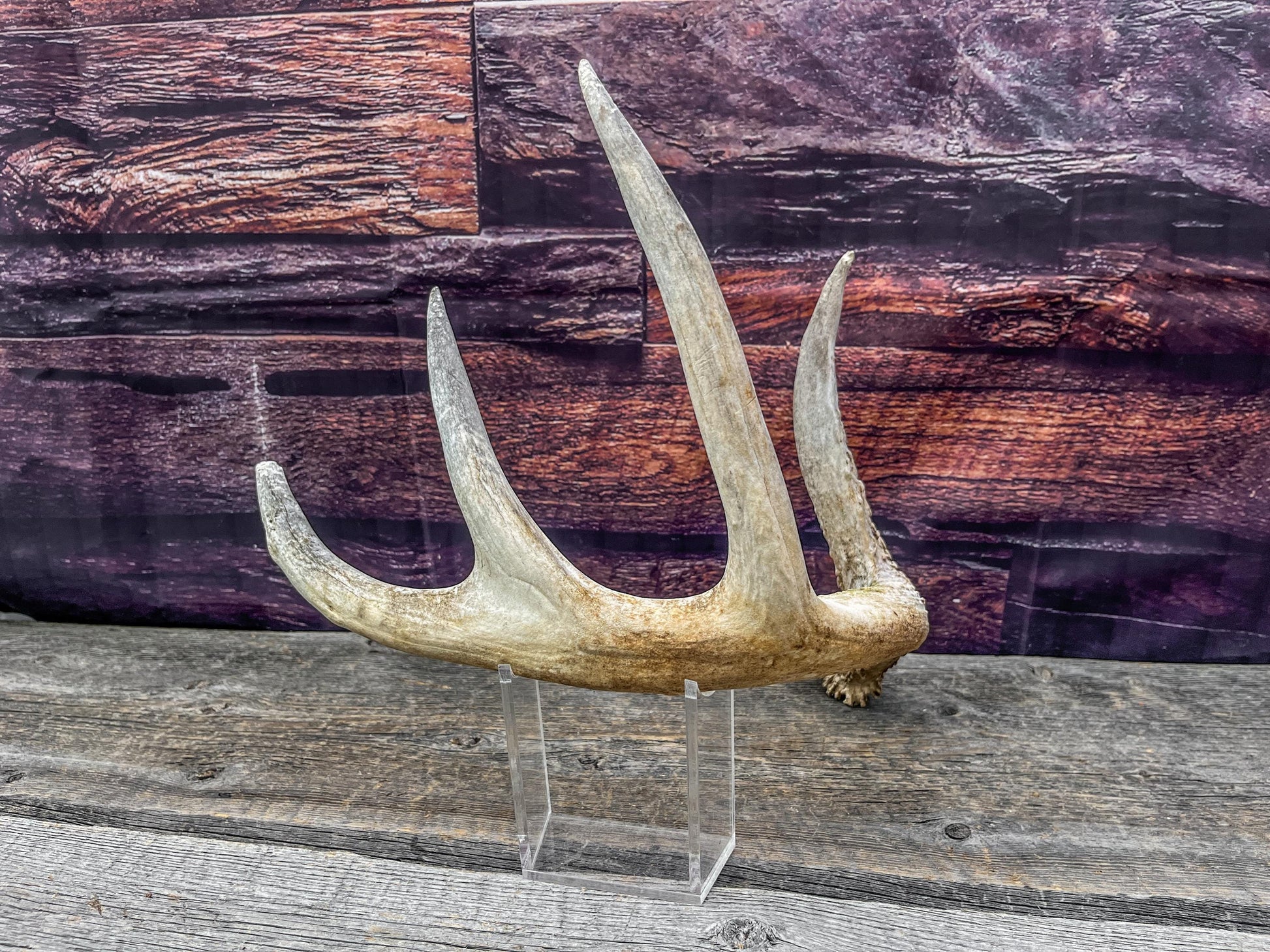 Shed White-tailed Deer Antler - Naturally Shed, Large Wild Deer Antler. for decor, design, crafting and more!