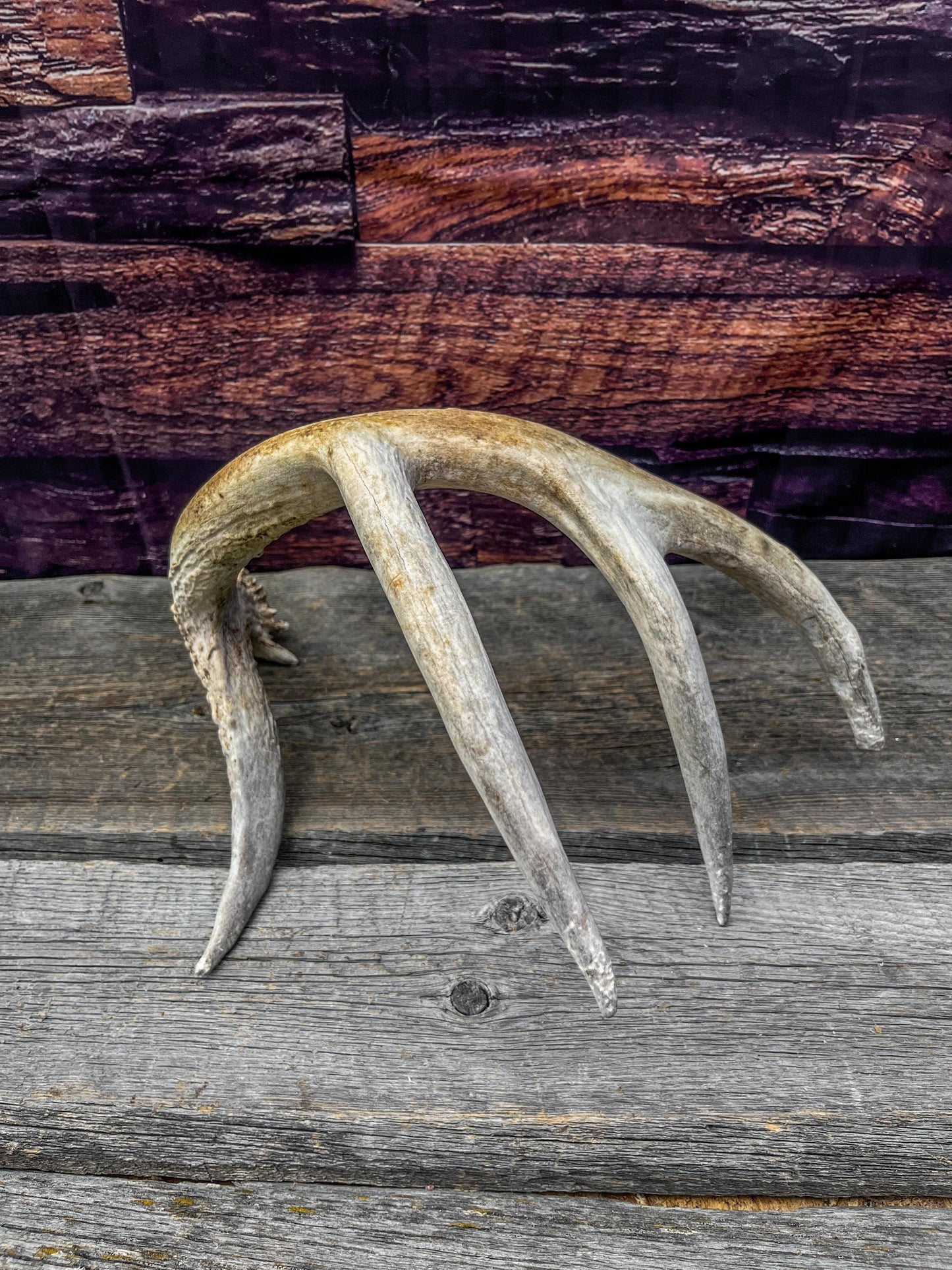 Shed White-tailed Deer Antler - Naturally Shed, Large Wild Deer Antler. for decor, design, crafting and more!