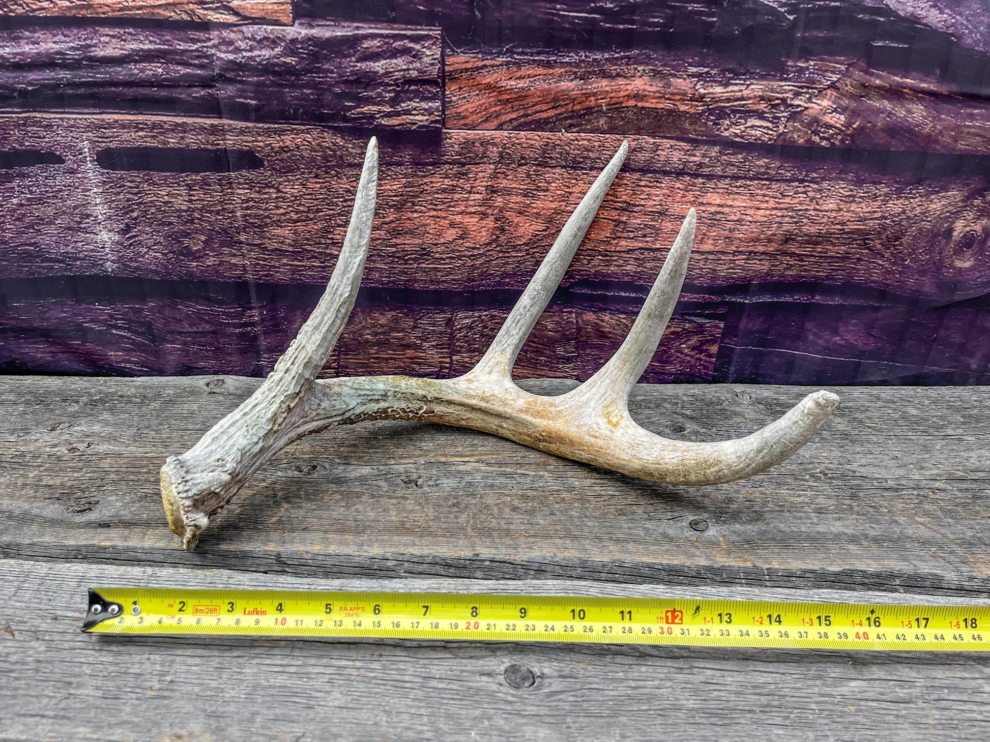 Shed White-tailed Deer Antler - Naturally Shed, Large Wild Deer Antler. for decor, design, crafting and more!