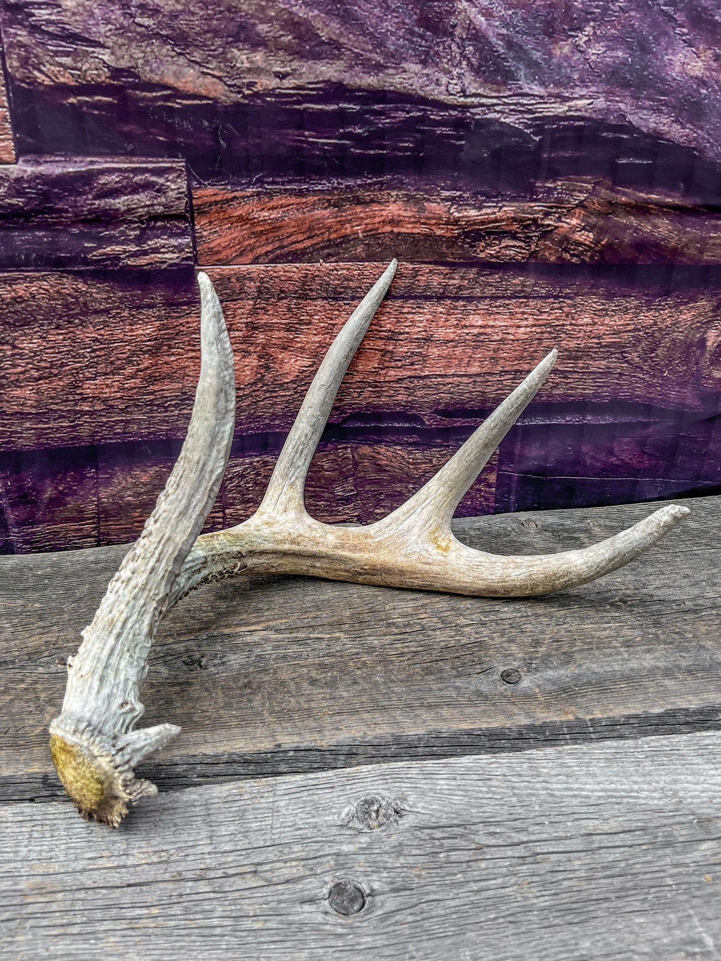 Shed White-tailed Deer Antler - Naturally Shed, Large Wild Deer Antler. for decor, design, crafting and more!