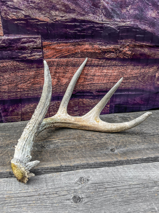 Shed White-tailed Deer Antler - Naturally Shed, Large Wild Deer Antler. for decor, design, crafting and more!