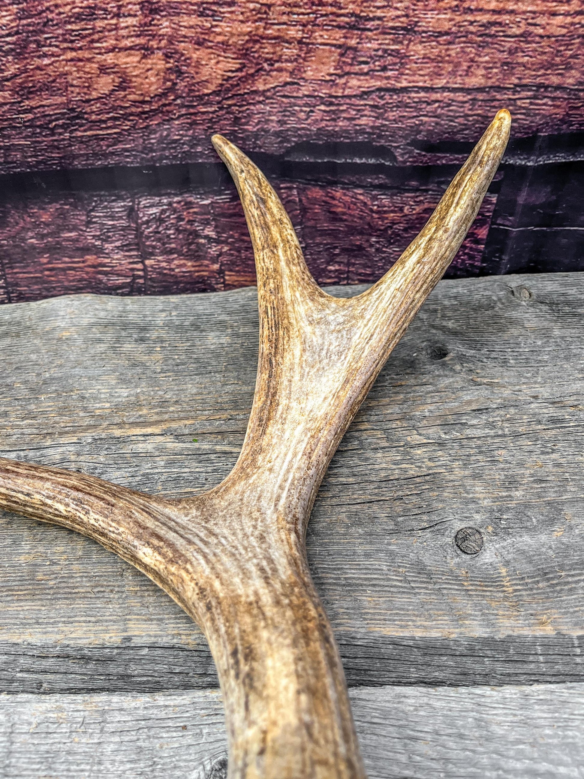Bull Moose Antler. Fresh. For crafting, decor and more