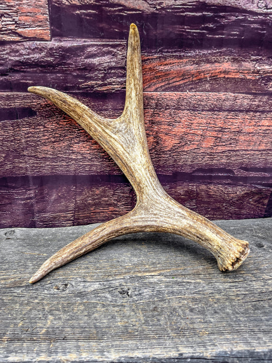 Bull Moose Antler. Fresh. For crafting, decor and more