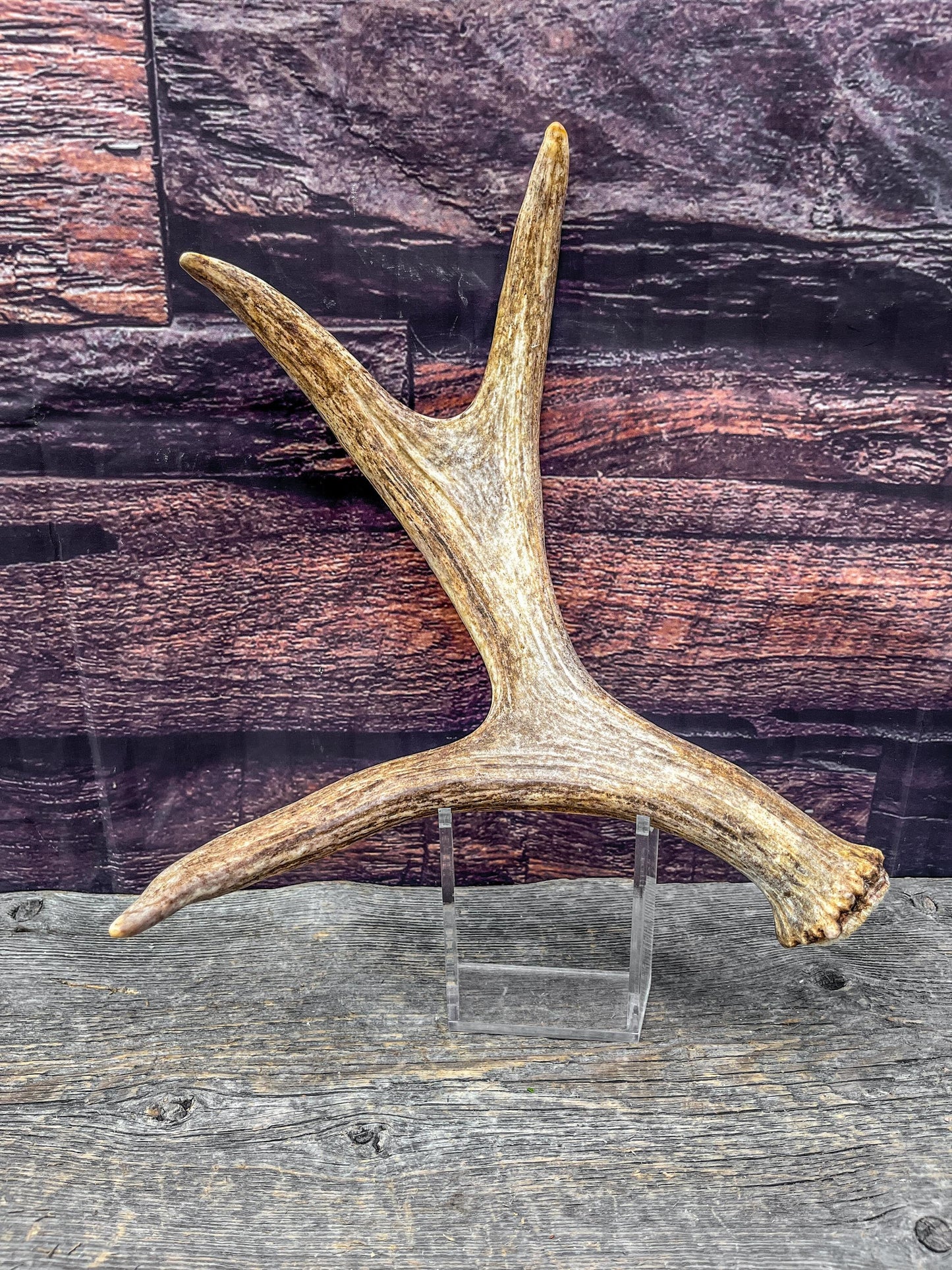 Bull Moose Antler. Fresh. For crafting, decor and more