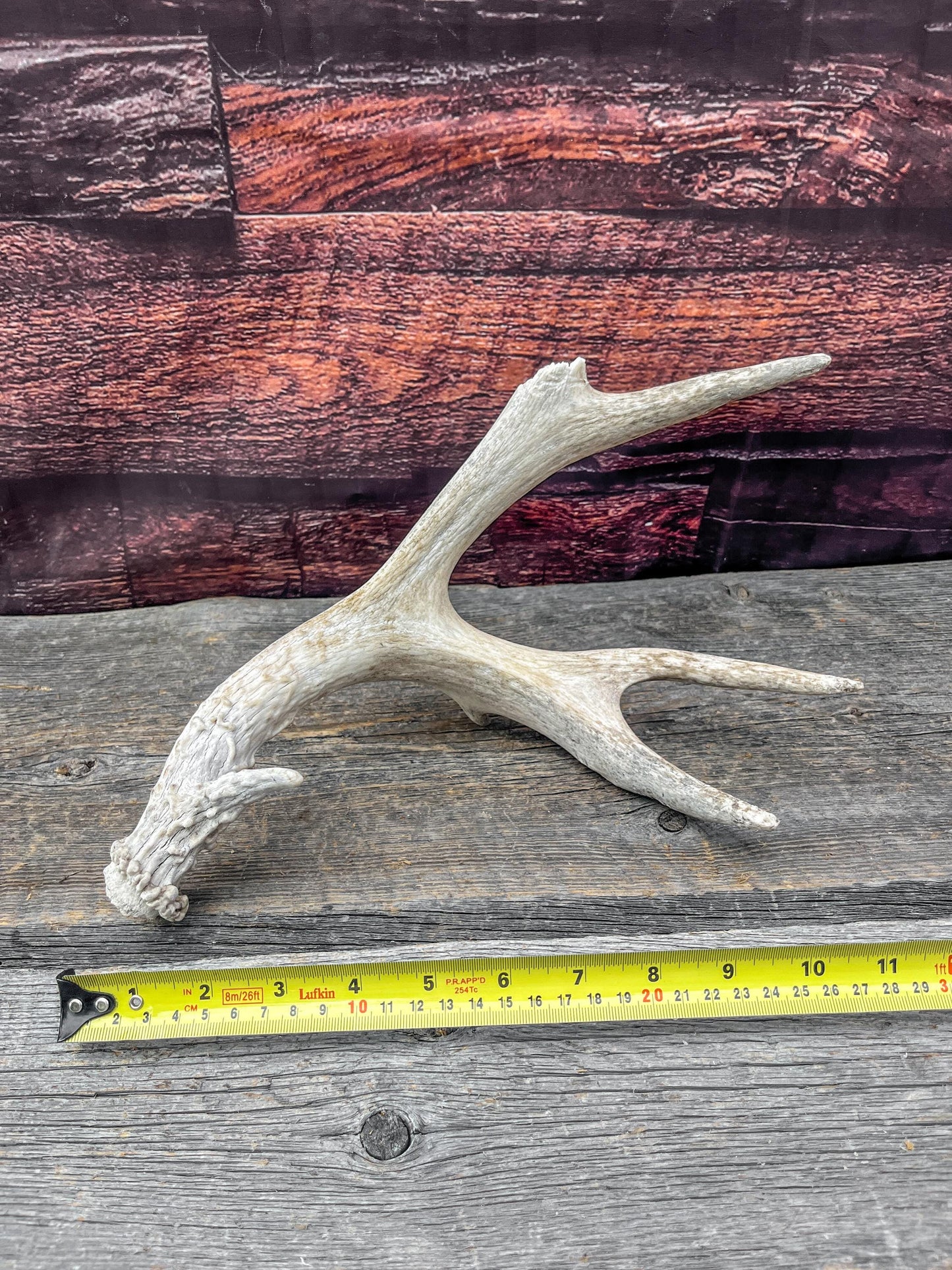 Old Mule Deer Antler. Self-Standing Decor piece, Table centrepiece, and More.