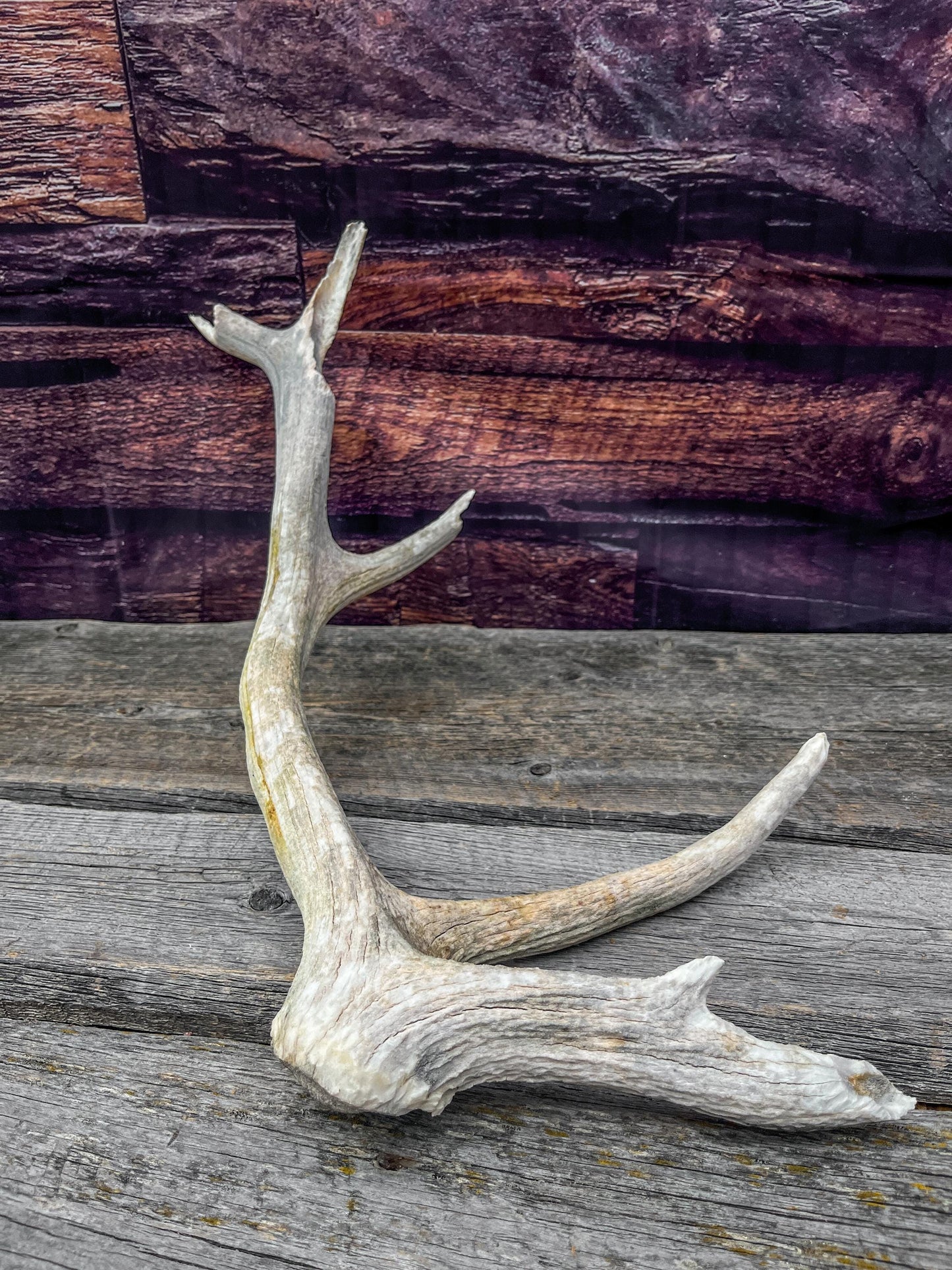 Rustic Wild Canadian Bull Elk Antler! Home and Cabin Decor, Crafting, Table Centerpiece, Mantle Decor.