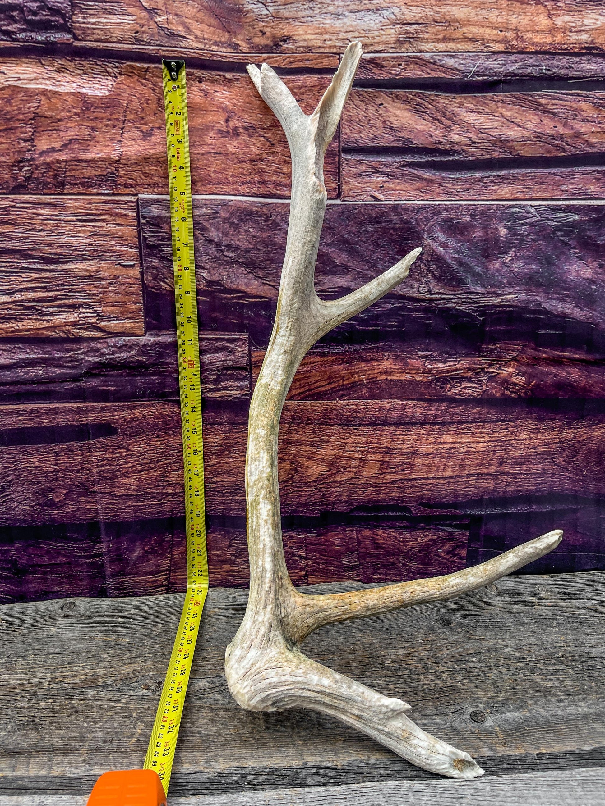 Rustic Wild Canadian Bull Elk Antler! Home and Cabin Decor, Crafting, Table Centerpiece, Mantle Decor.