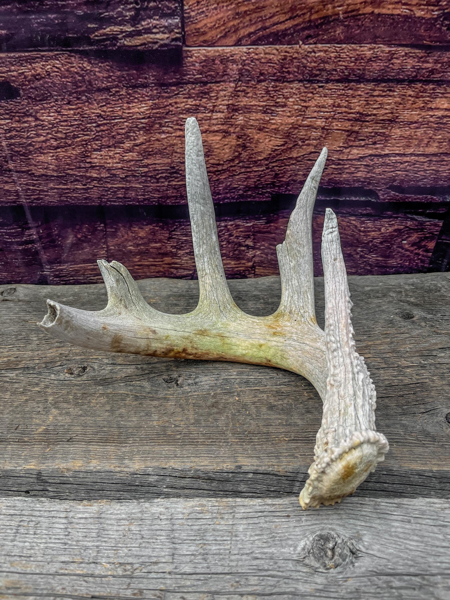 Decor Antler. Naturally Shed, Wild, White-tailed Deer Antler. Whole Antler for decor, crafting, and more.