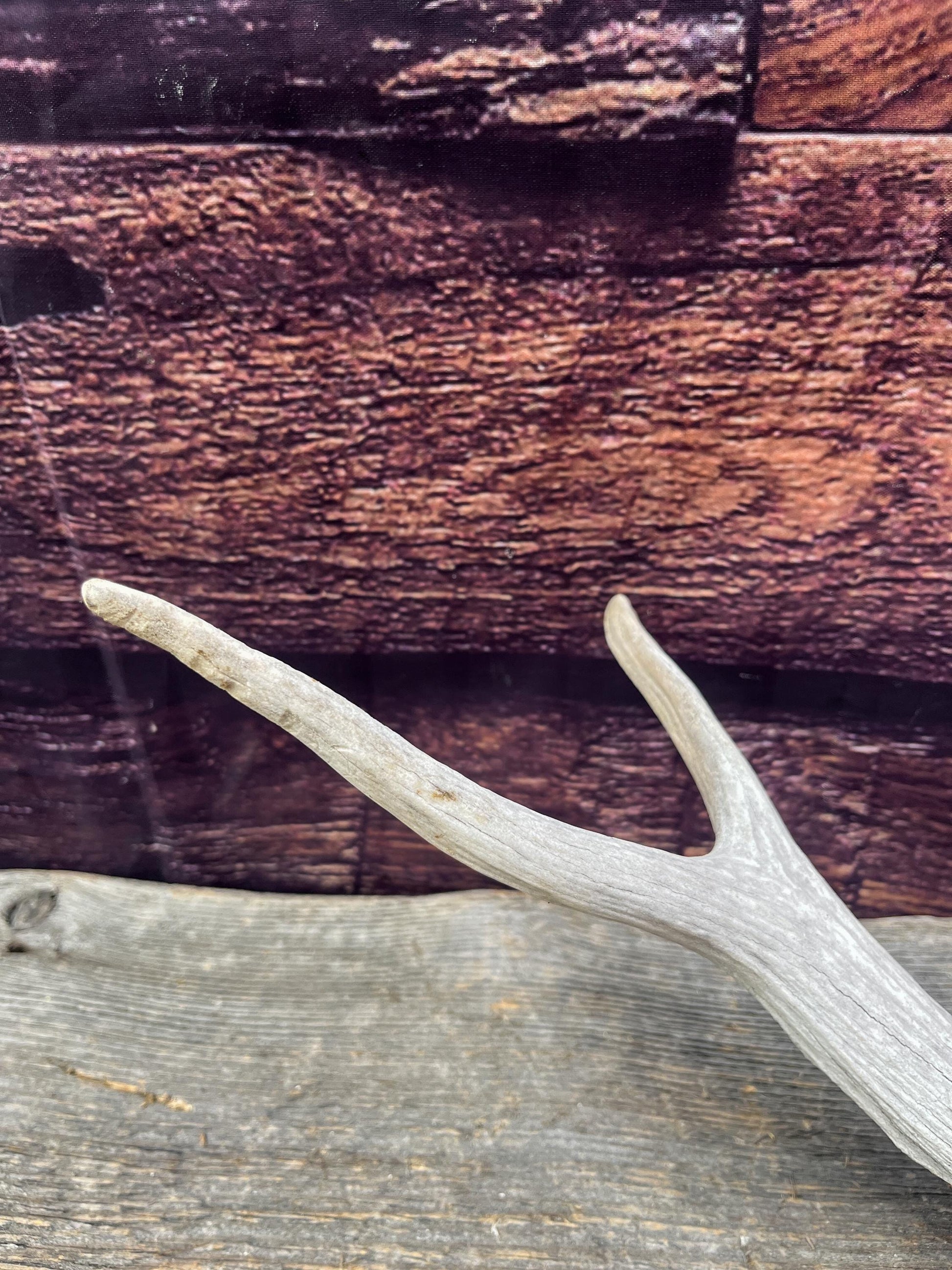 Spike Elk Antler. Elk antler for decor, crafting, performing arts, and more.