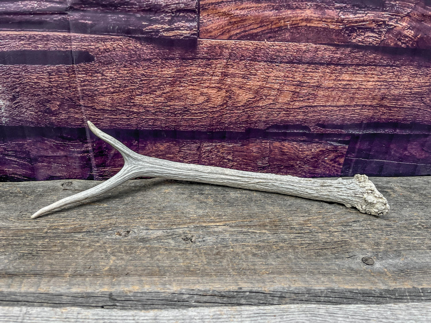 Spike Elk Antler. Elk antler for decor, crafting, performing arts, and more.