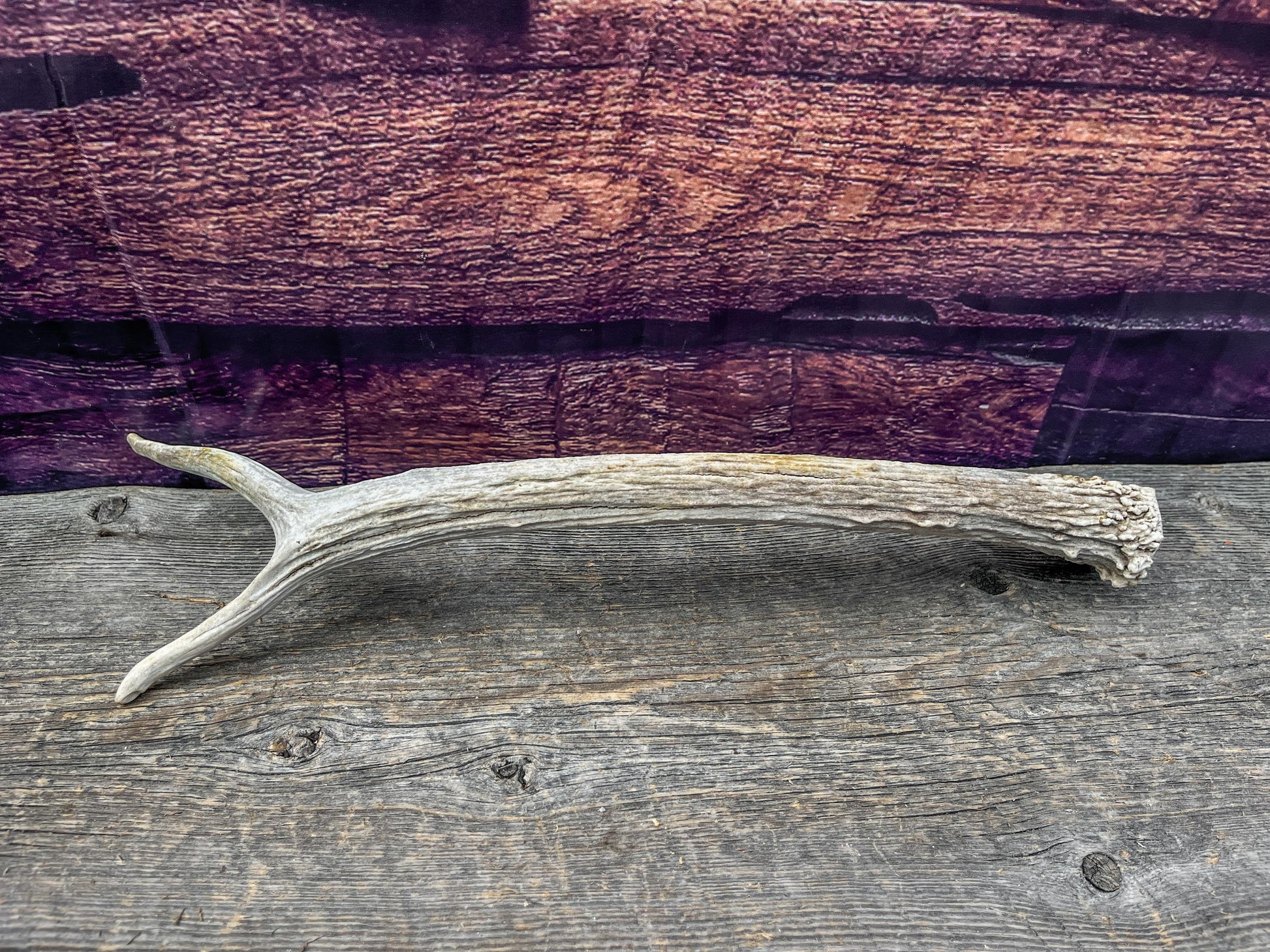Spike Elk Antler. Elk antler for decor, crafting, performing arts, and more.