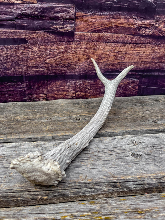 Spike Elk Antler. Elk antler for decor, crafting, performing arts, and more.