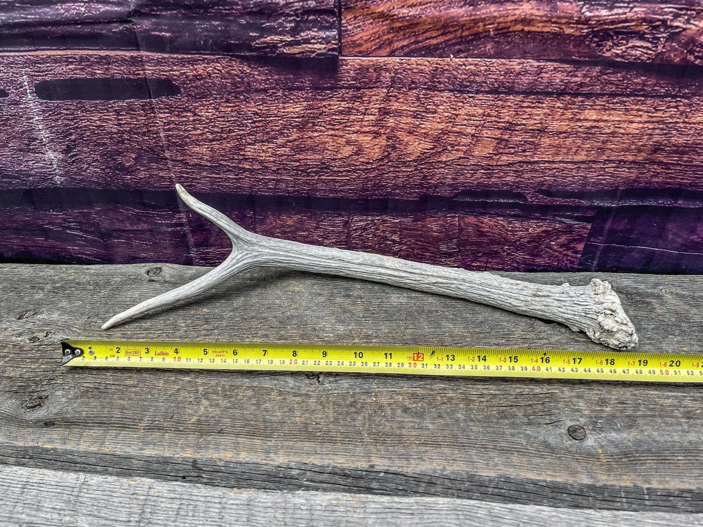 Spike Elk Antler. Elk antler for decor, crafting, performing arts, and more.