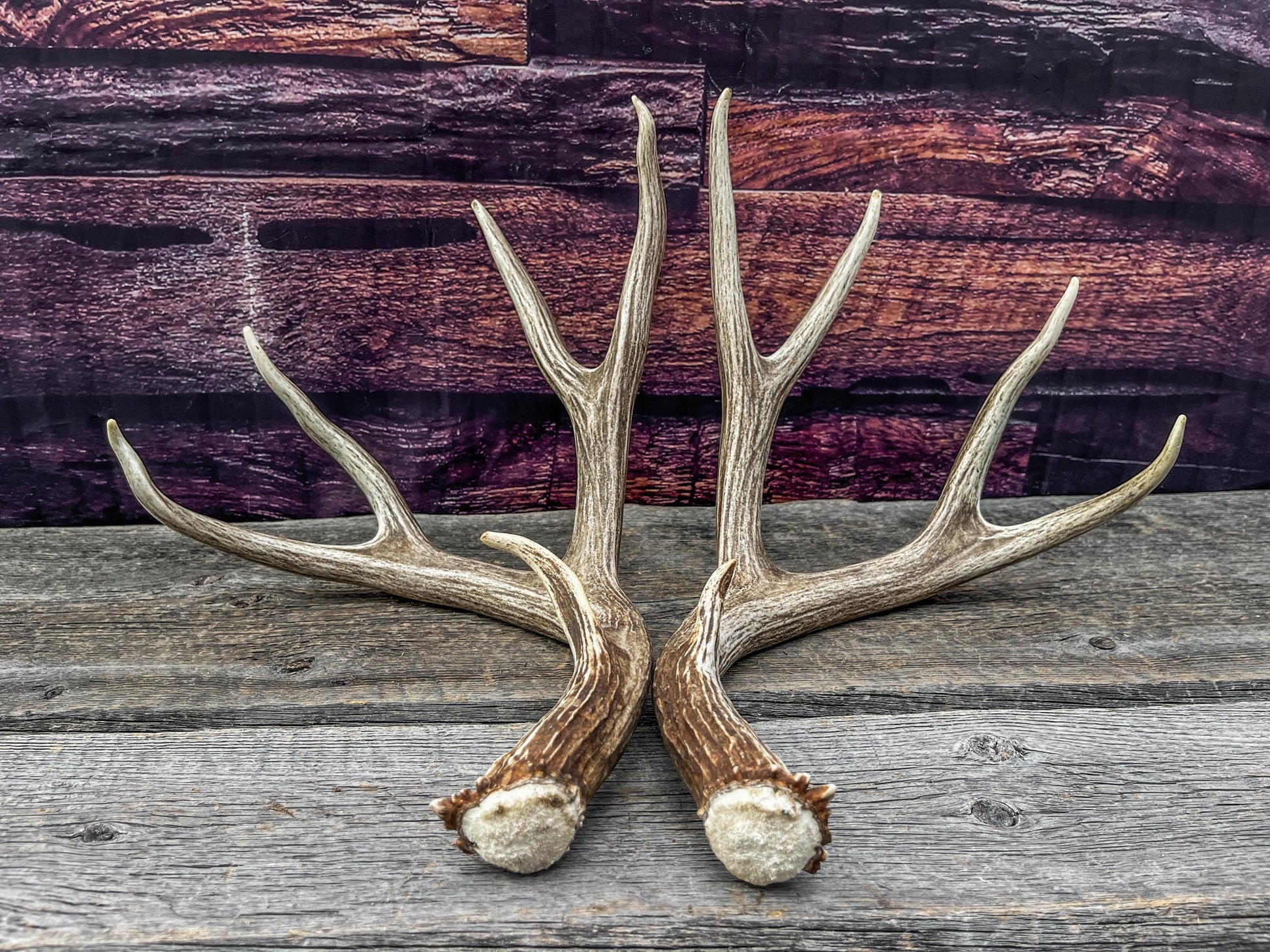 Mule Deer Antlers. Beautiful Matching Brown Set. Decor, design, crafting and more!