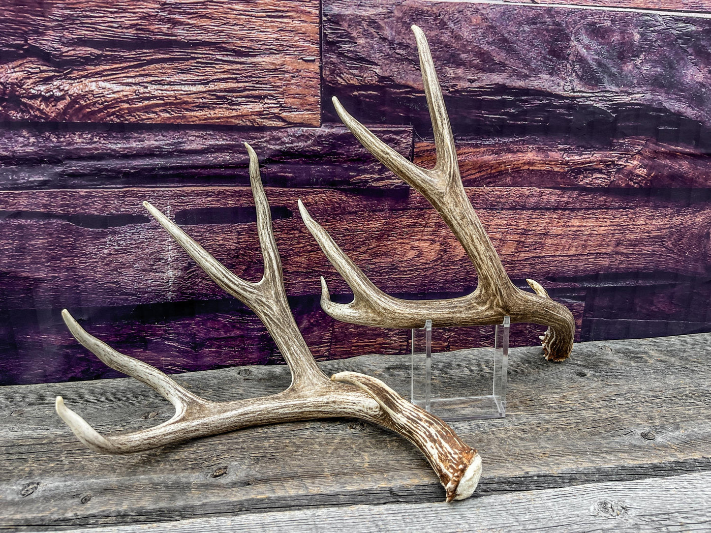 Mule Deer Antlers. Beautiful Matching Brown Set. Decor, design, crafting and more!