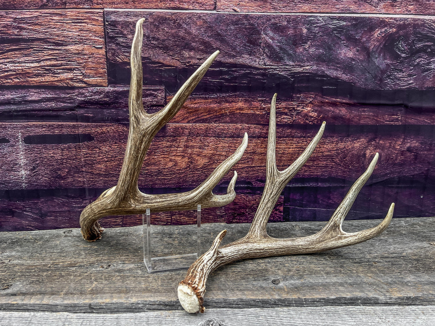 Mule Deer Antlers. Beautiful Matching Brown Set. Decor, design, crafting and more!