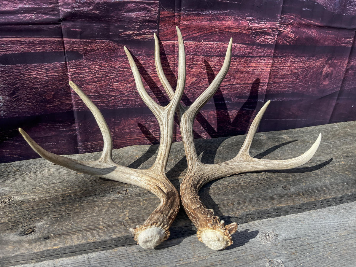 Mule Deer Antlers. Matching Brown Set. Decor, design, crafting and more!