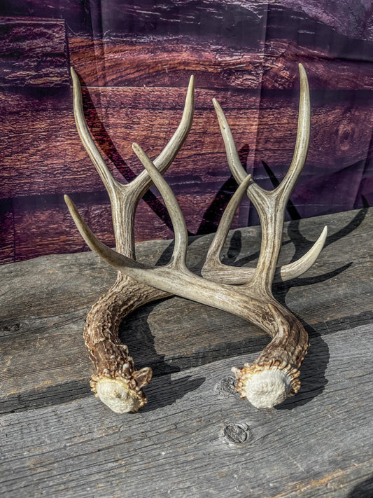 Mule Deer Antlers. Matching Brown Set. Decor, design, crafting and more!