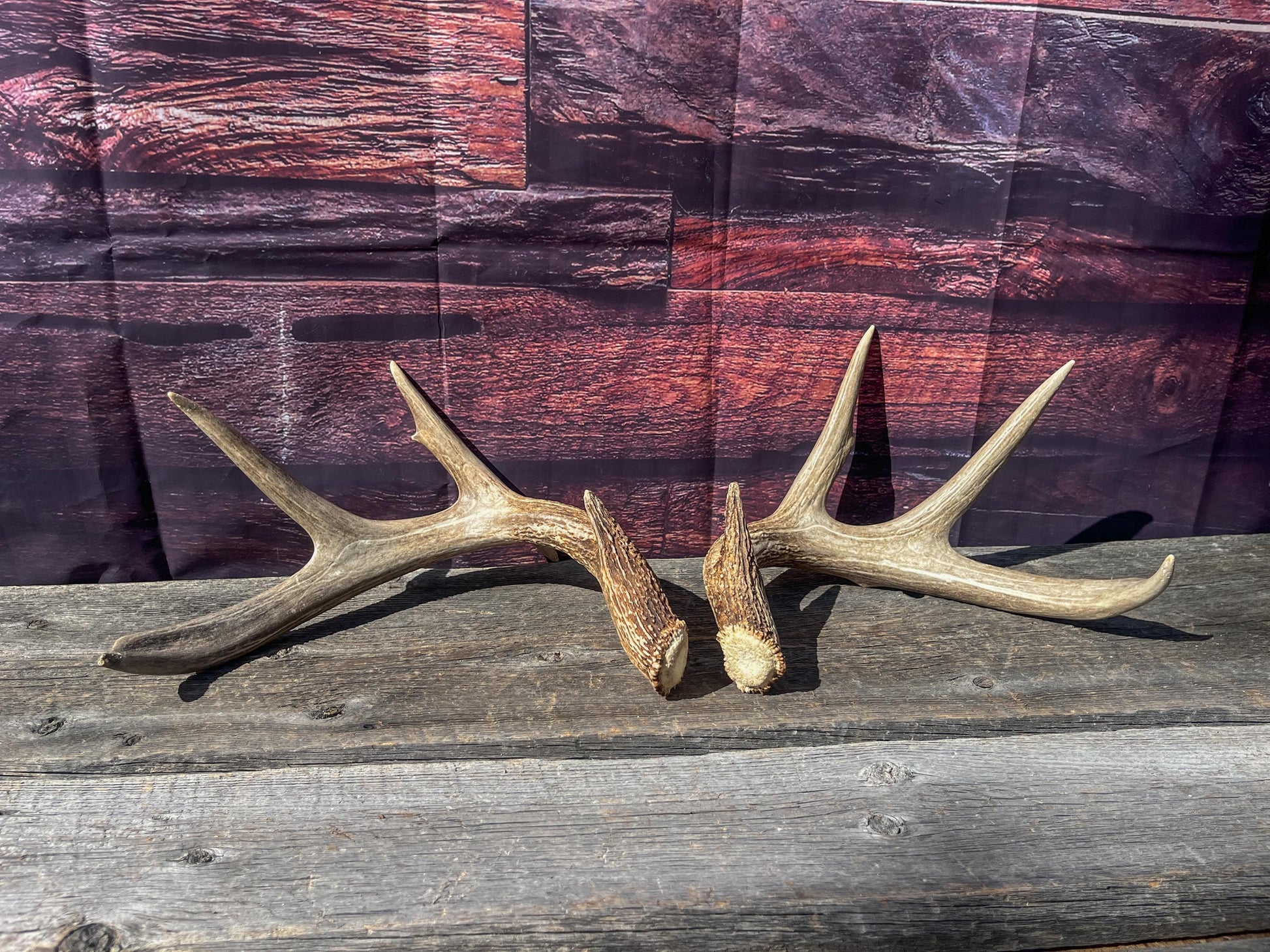 Deer Antlers - White-tailed Deer Matching set. Canadian Buck. Crafting and Decor Antlers