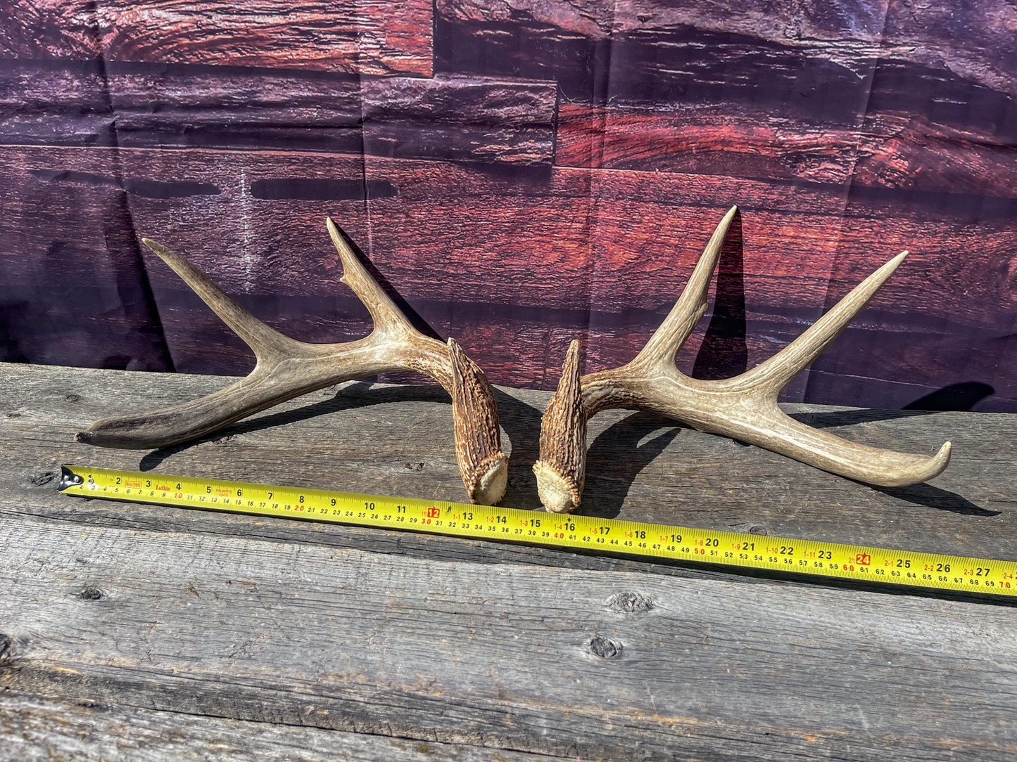 Deer Antlers - White-tailed Deer Matching set. Canadian Buck. Crafting and Decor Antlers