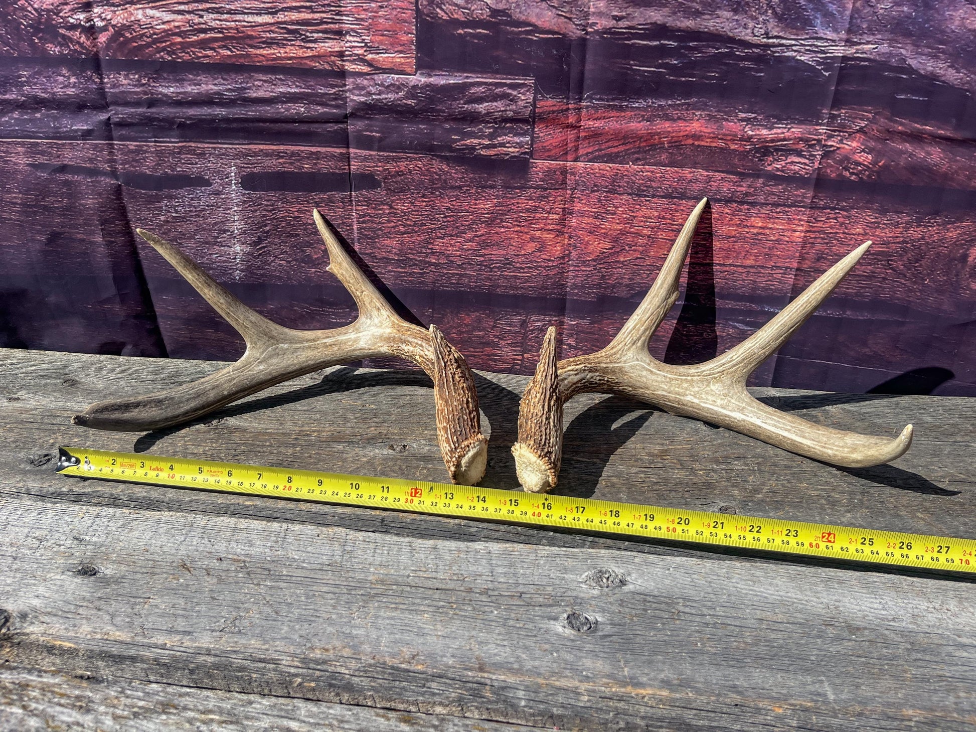 Deer Antlers - White-tailed Deer Matching set. Canadian Buck. Crafting and Decor Antlers