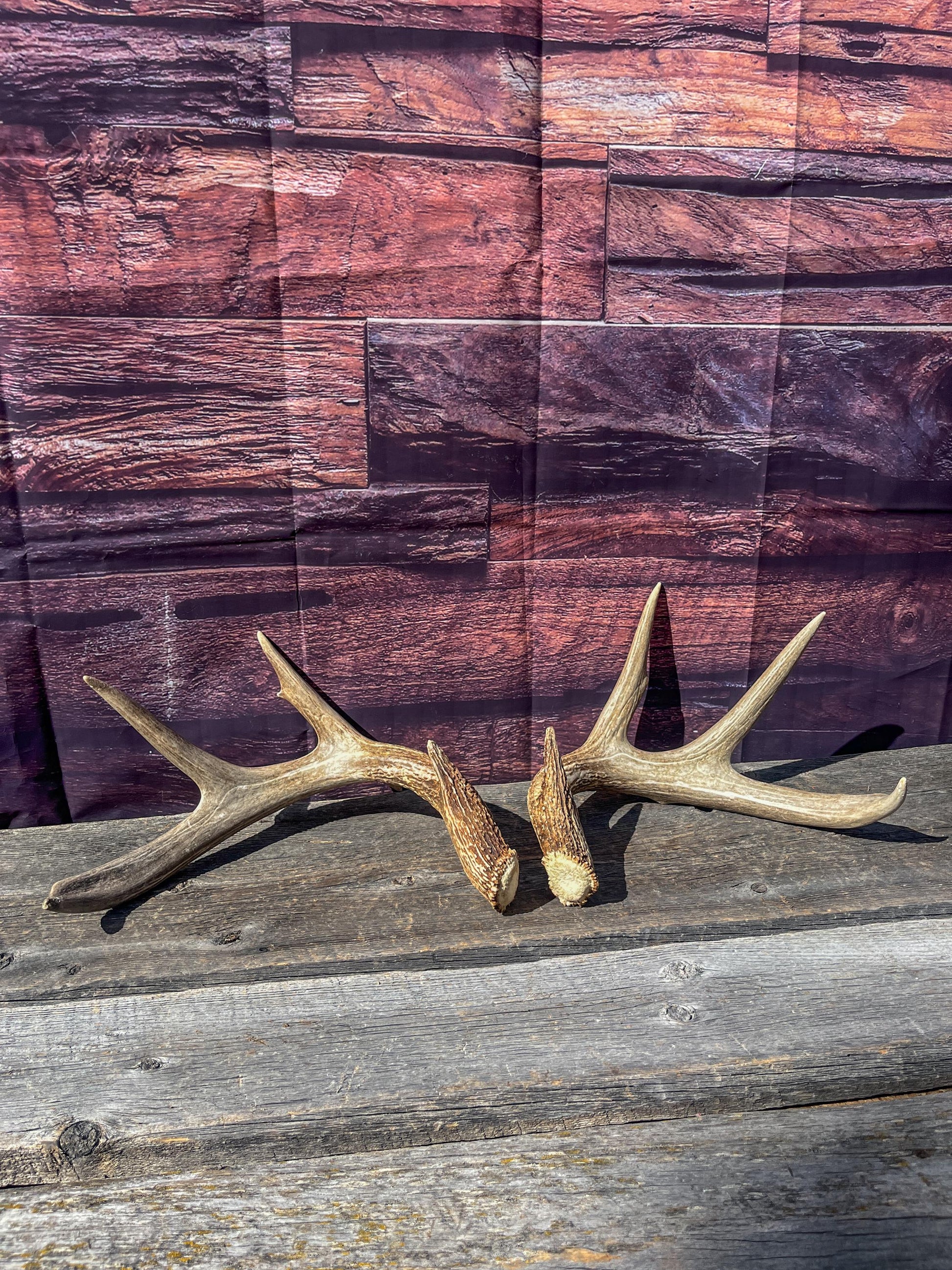 Deer Antlers - White-tailed Deer Matching set. Canadian Buck. Crafting and Decor Antlers
