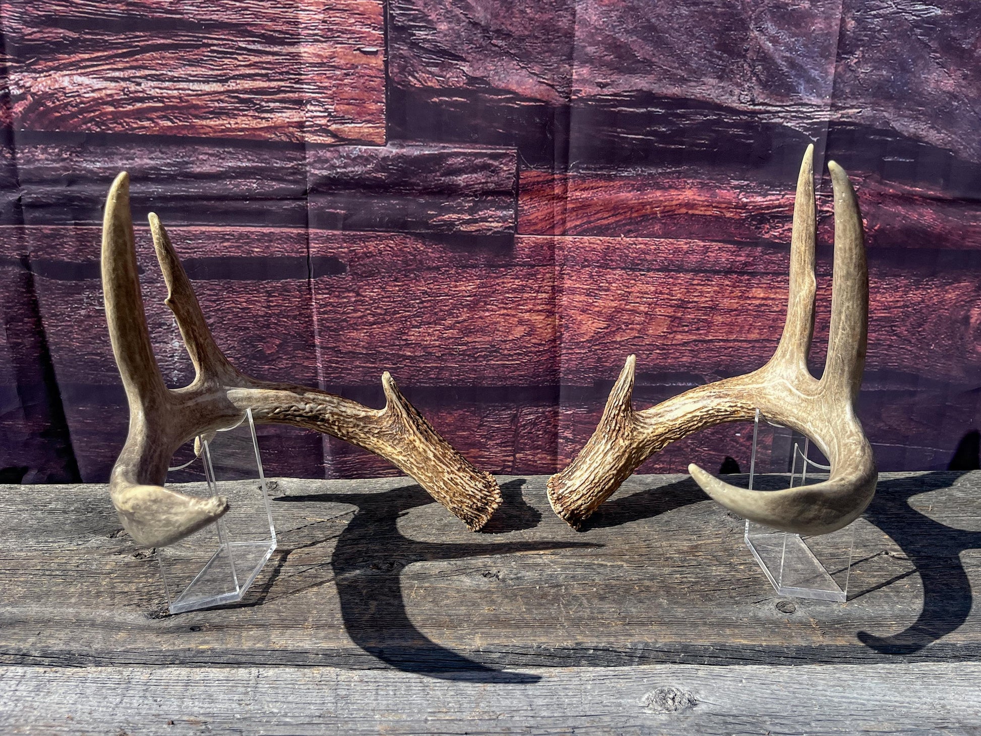 Deer Antlers - White-tailed Deer Matching set. Canadian Buck. Crafting and Decor Antlers