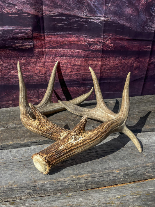 Custom order for Eleni - Two matching White-tailed Deer Antler Sets