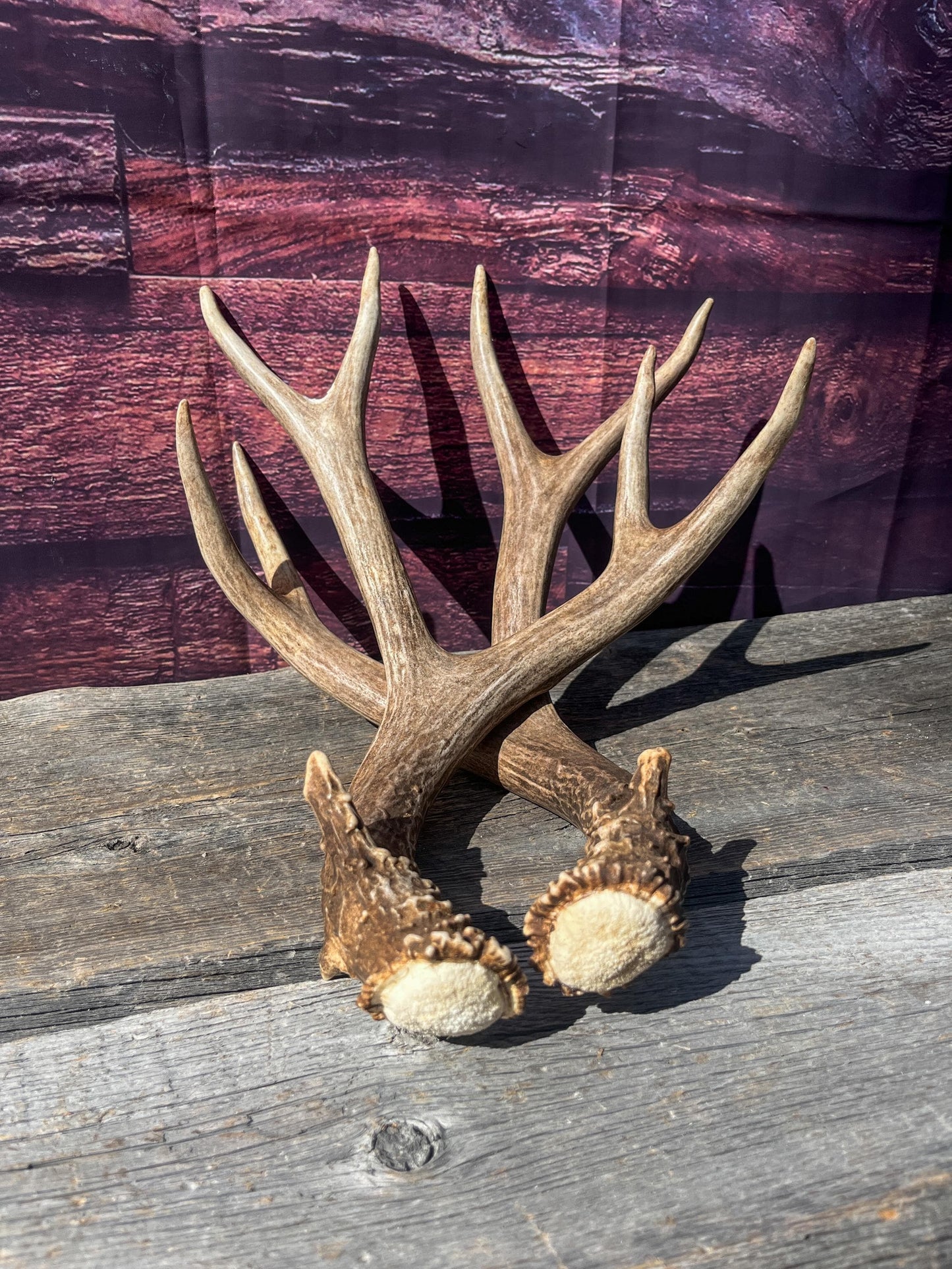 Mule Deer Antlers. Matching Brown Set. Decor, design, crafting and more!