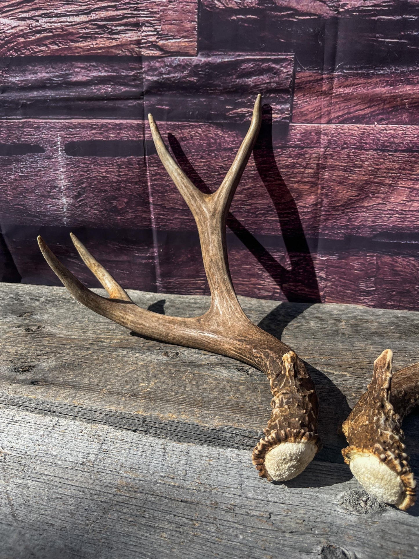 Mule Deer Antlers. Matching Brown Set. Decor, design, crafting and more!