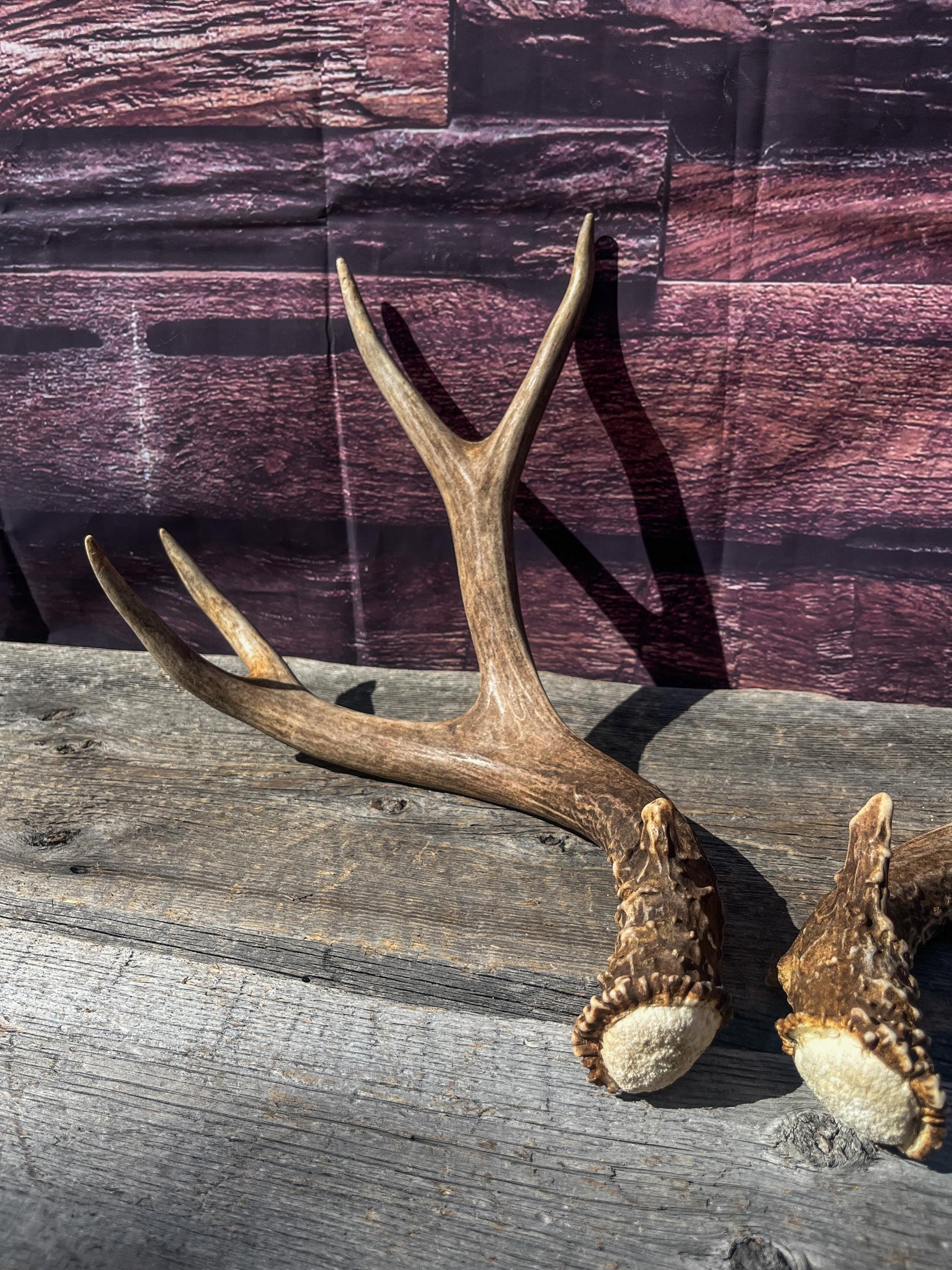 Mule Deer Antlers. Matching Brown Set. Decor, design, crafting and more!