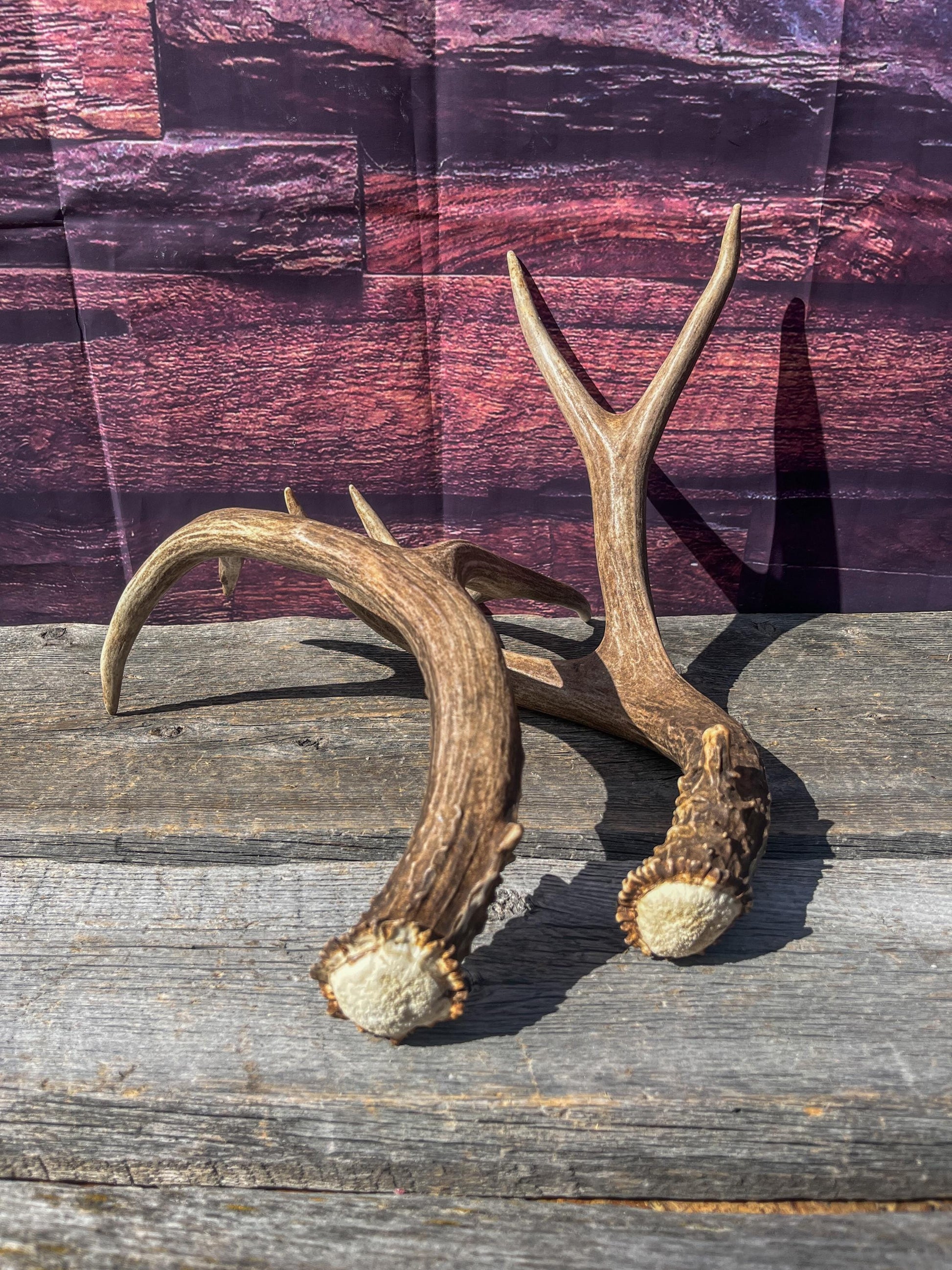 Mule Deer Antlers. Matching Brown Set. Decor, design, crafting and more!