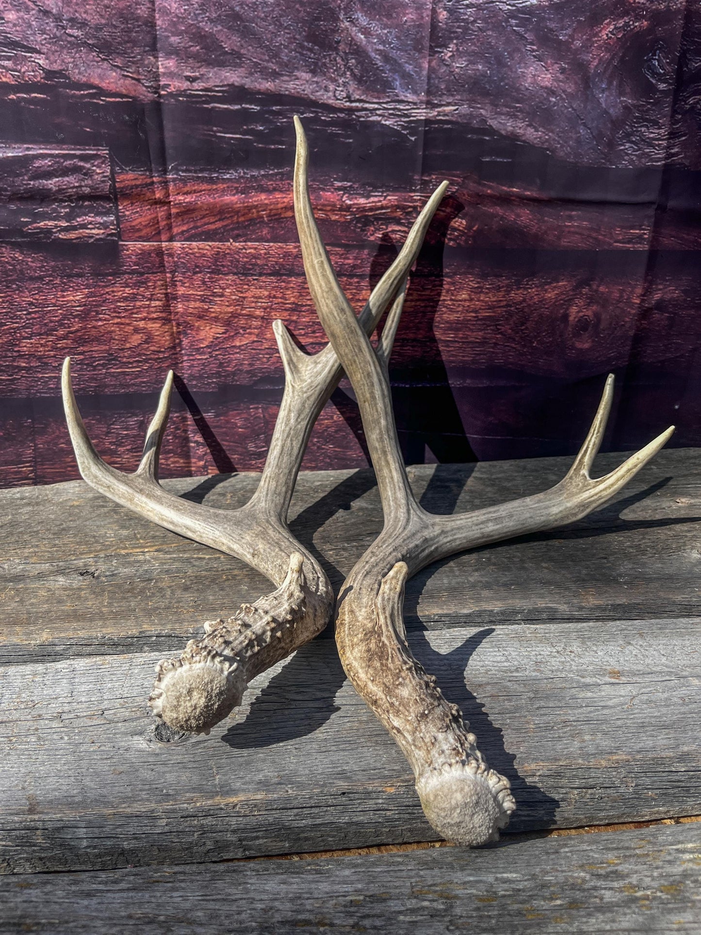 Mule Deer Antlers. Matching Set. Decor, design, crafting and more!