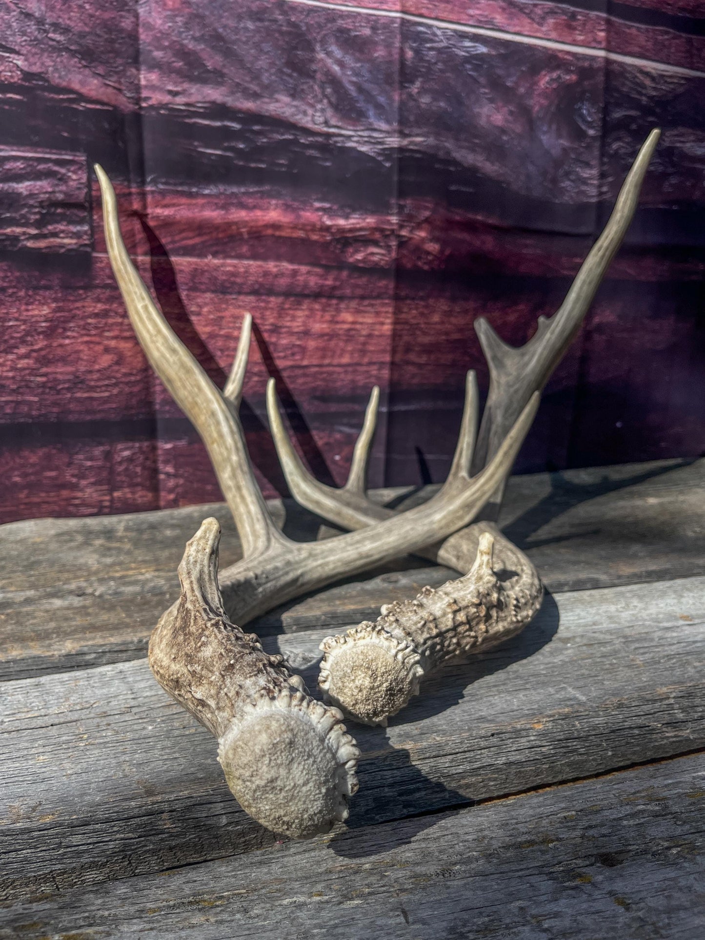 Mule Deer Antlers. Matching Set. Decor, design, crafting and more!