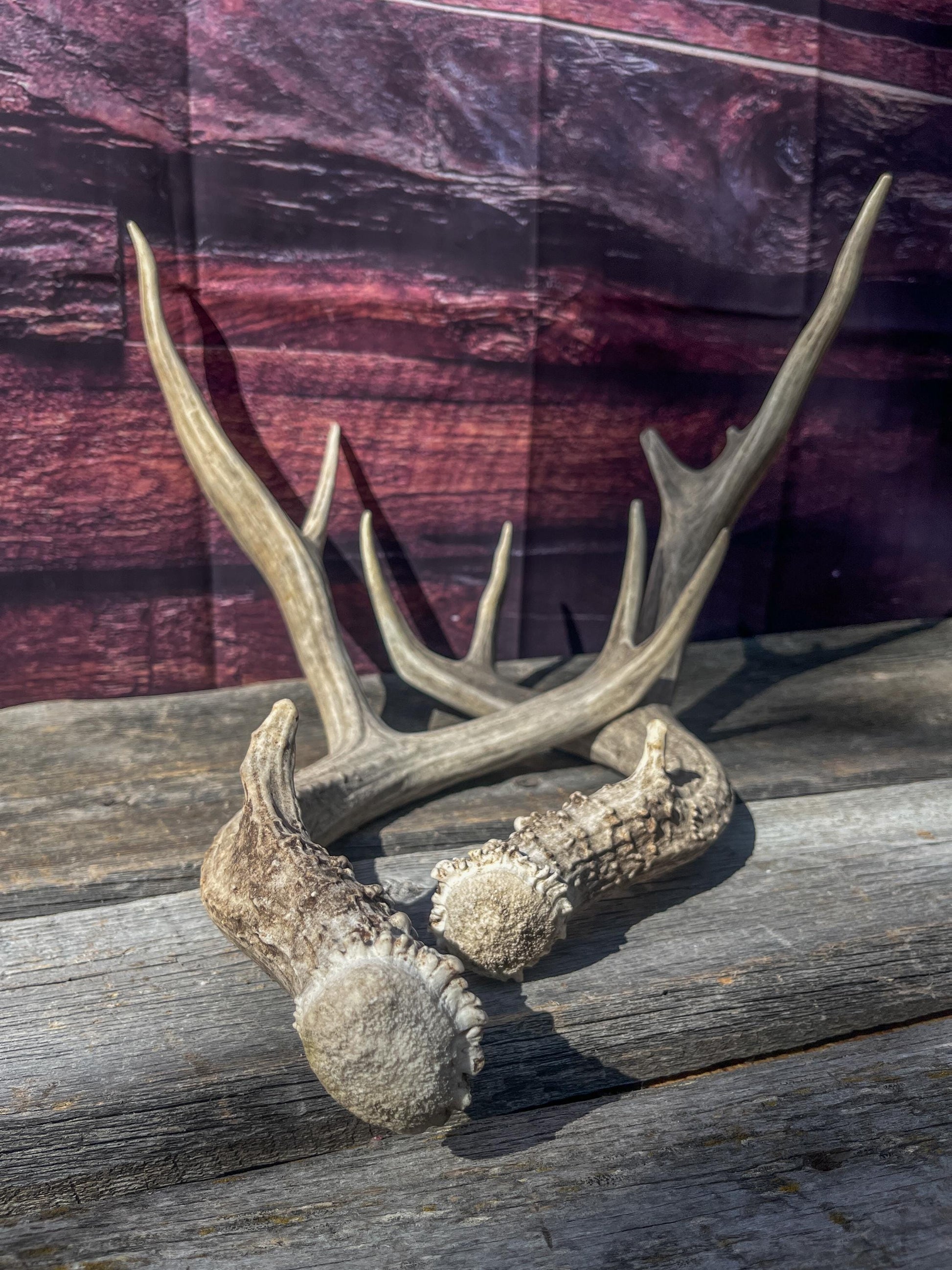 Mule Deer Antlers. Matching Set. Decor, design, crafting and more!