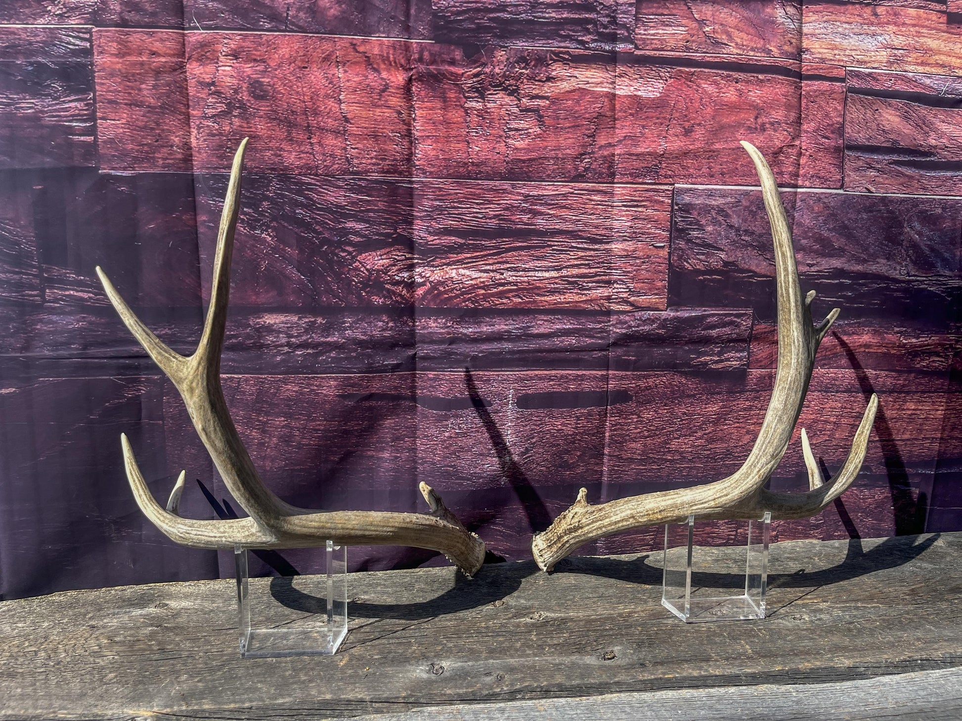 Mule Deer Antlers. Matching Set. Decor, design, crafting and more!