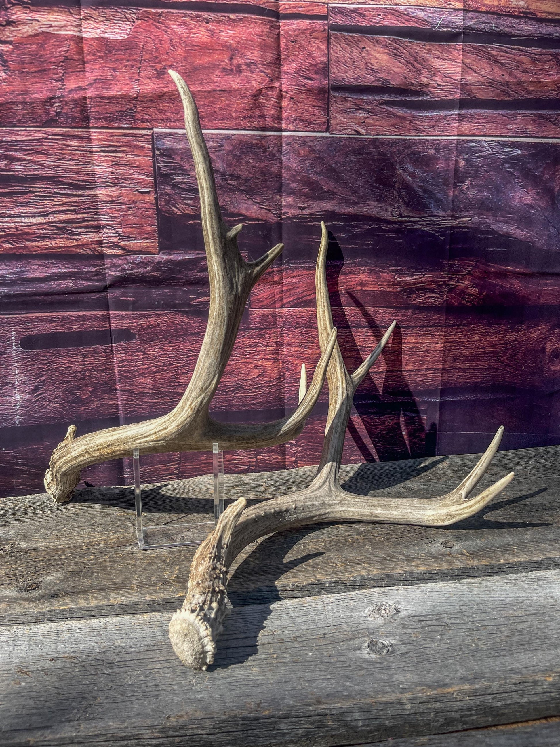 Mule Deer Antlers. Matching Set. Decor, design, crafting and more!