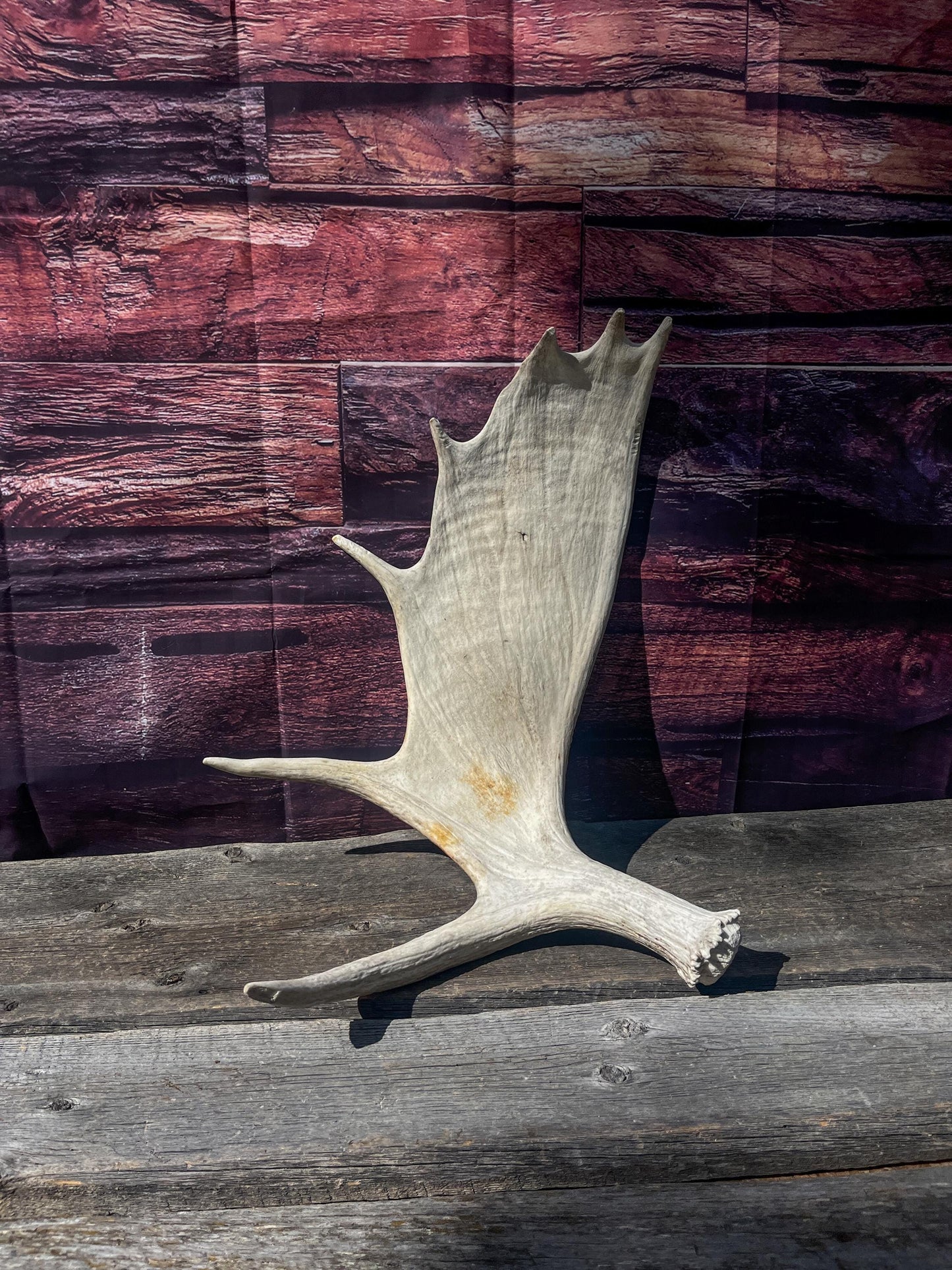 Large Bull Moose Antler. Antler for Crafting, Decor, Interior Design, and more!